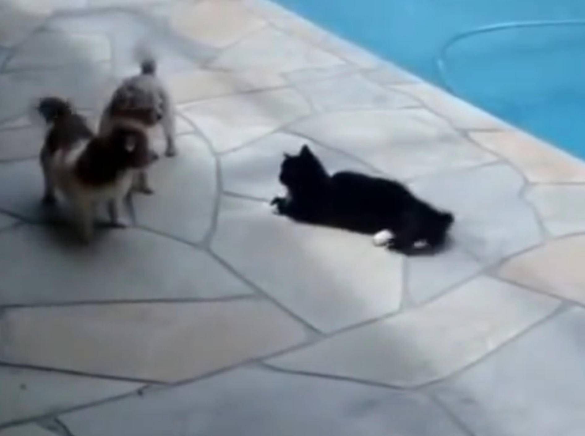 Katze schubst Hund in den Pool – Bild: YouTube / Eduardo Holanda