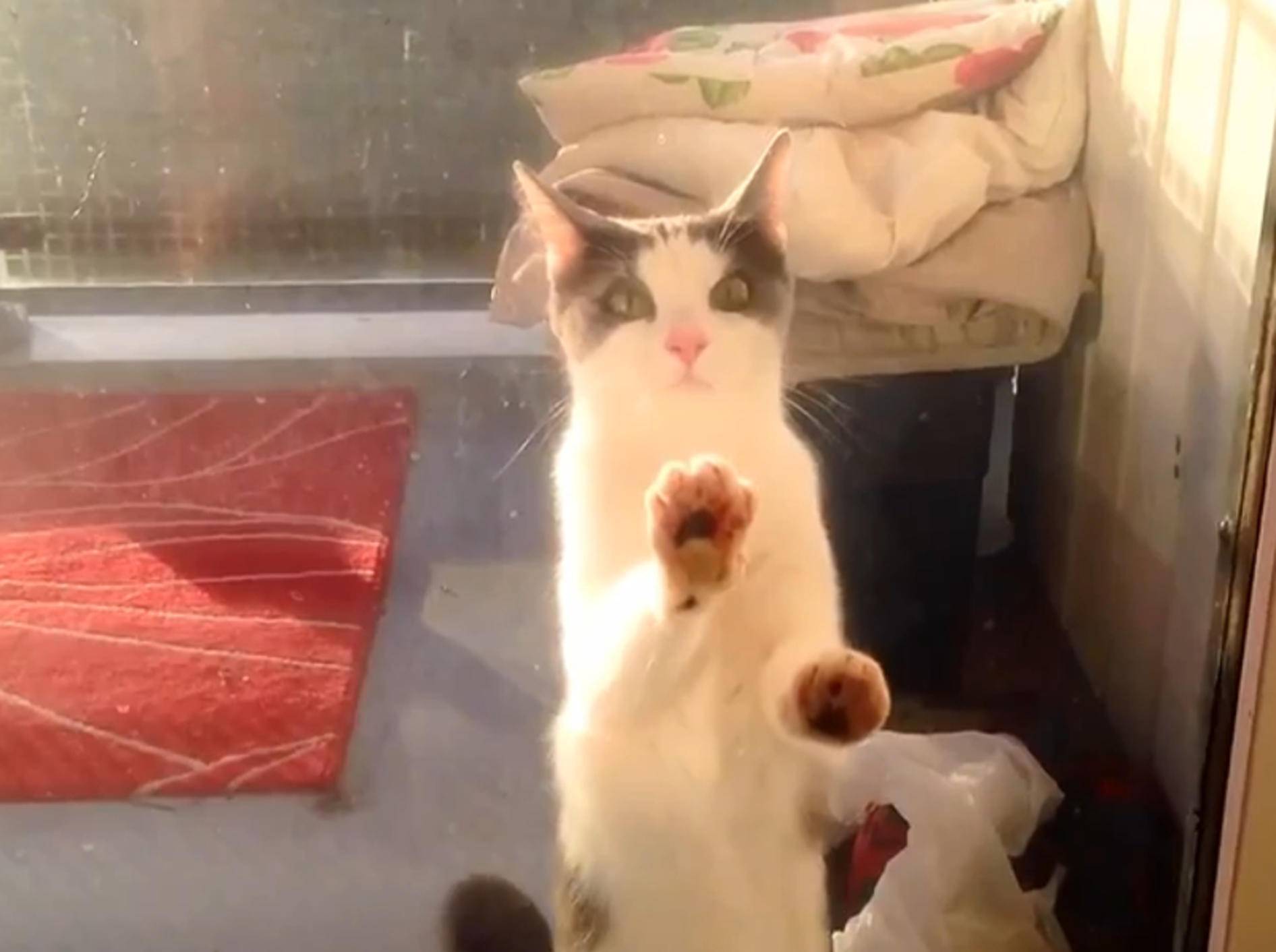 Katzen-Compilation: "Lasst mich endlich hinein!" – Bild: YouTube / CrazyFunnyStuffCFS