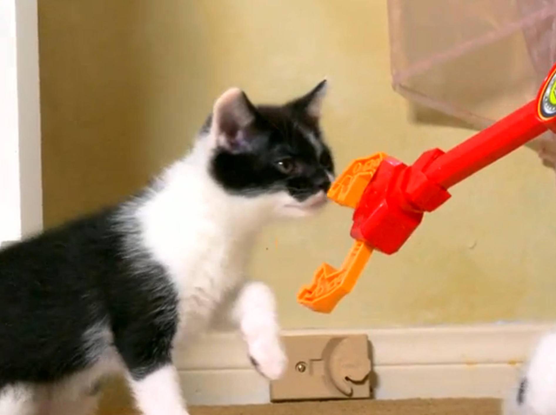 Zwei Kätzchen und ein Greifarm – Bild: YouTube / The Pet Collective