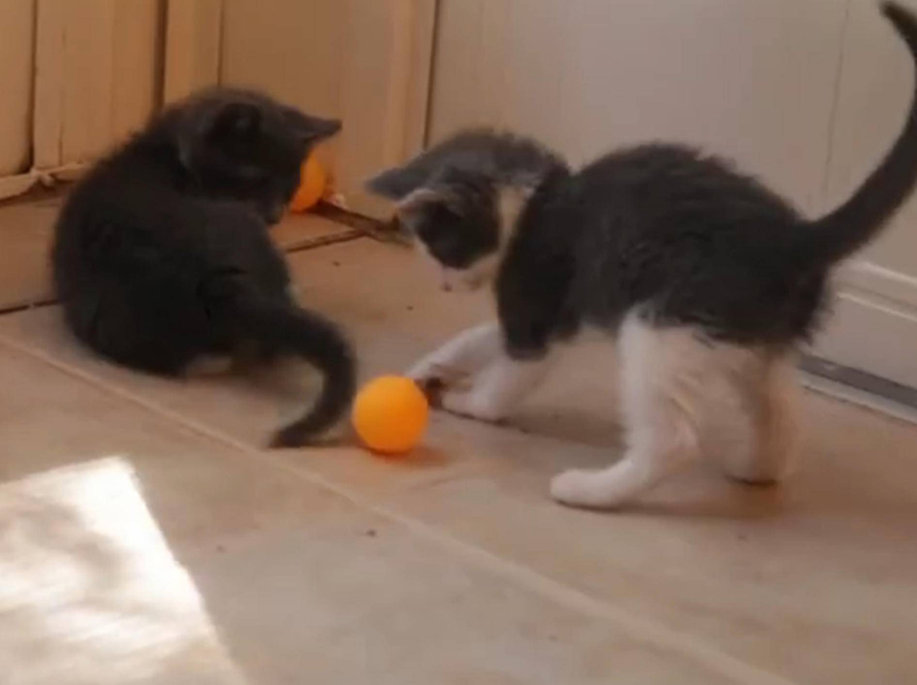Kätzchen lieben Ping Pong-Bälle – Bild: YouTube / The Pet Collective