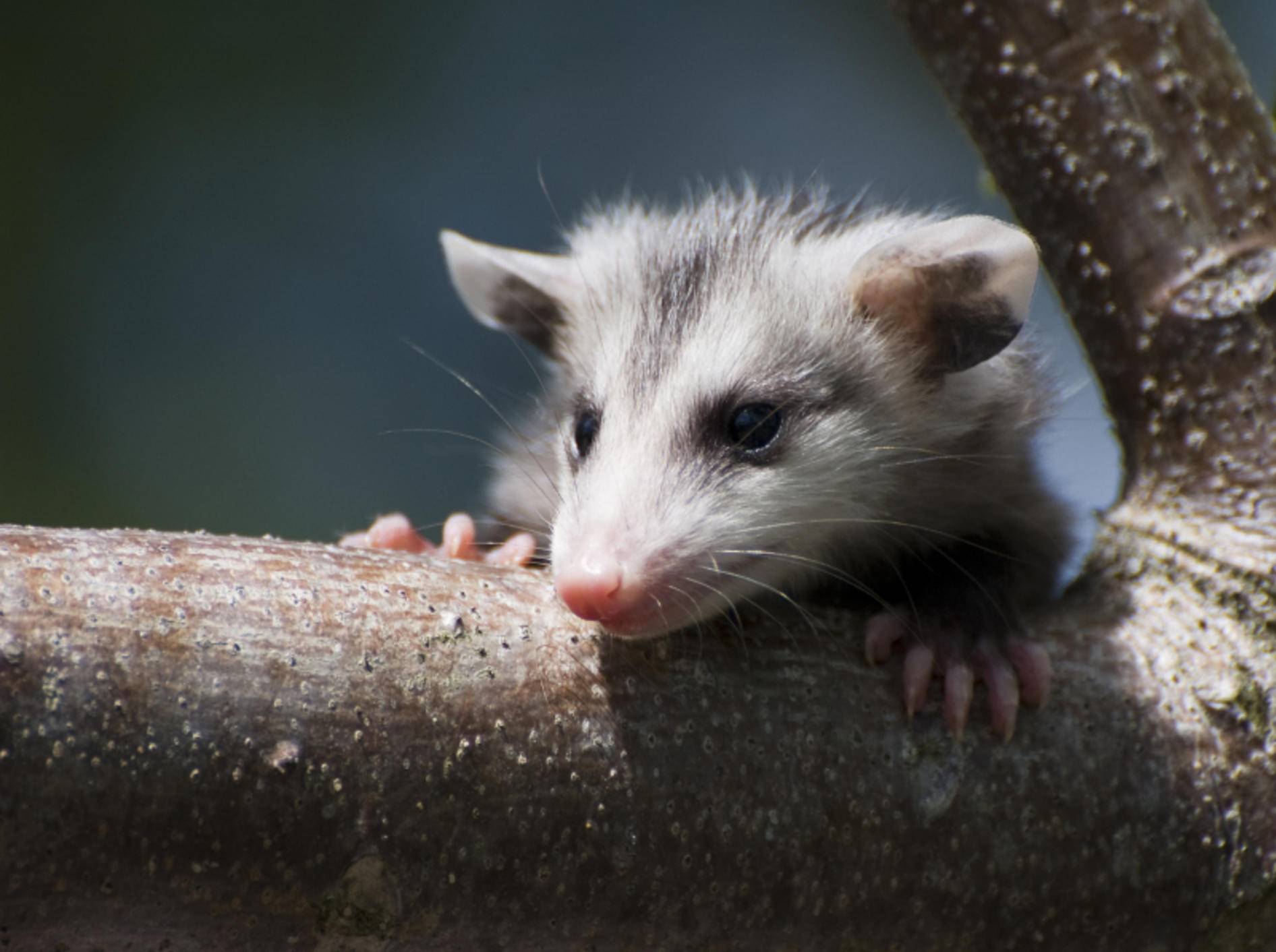Opossums gehören zur Gattung der Beutelratten, die vorwiegend in Nordamerika zu finden sind – Bild: Shutterstock / Heiko Kiera