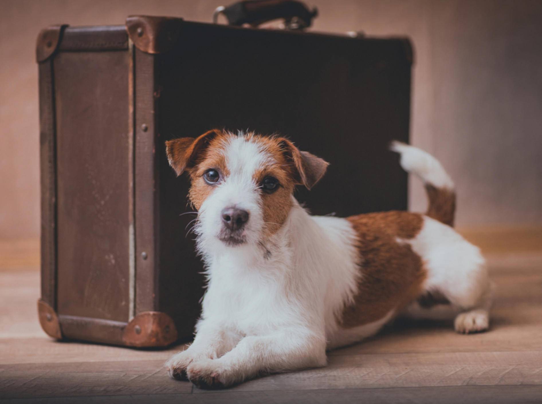 Mit einer Reiseapotheke für Ihren Hund kann der Urlaub losgehen – Bild: Shutterstock / dezi