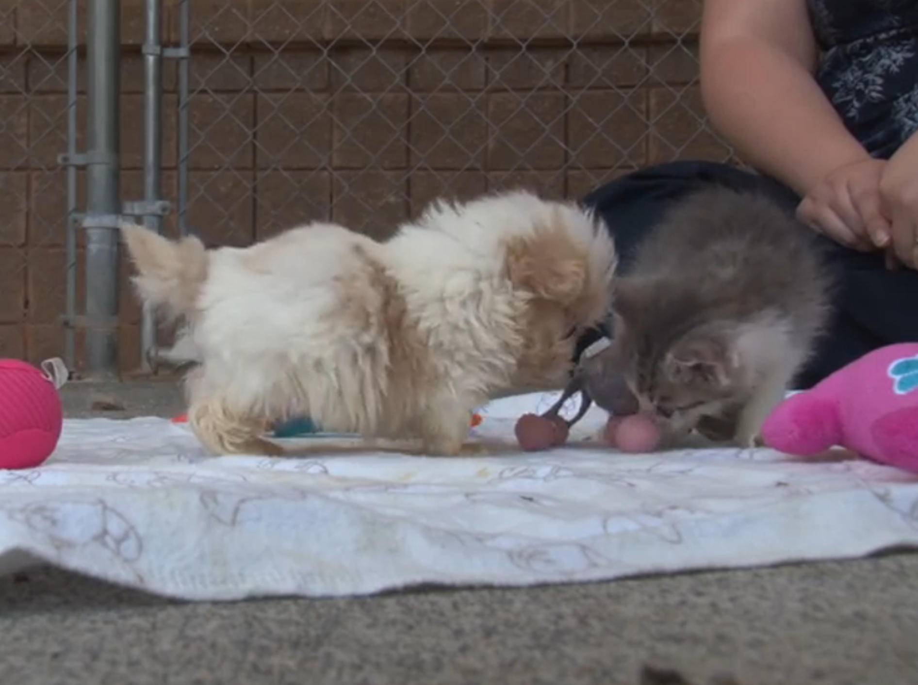 Gerettet: Kätzchen und Hundewelpen haben sich lieb – Bild: YouTube / Victoria Stilwell
