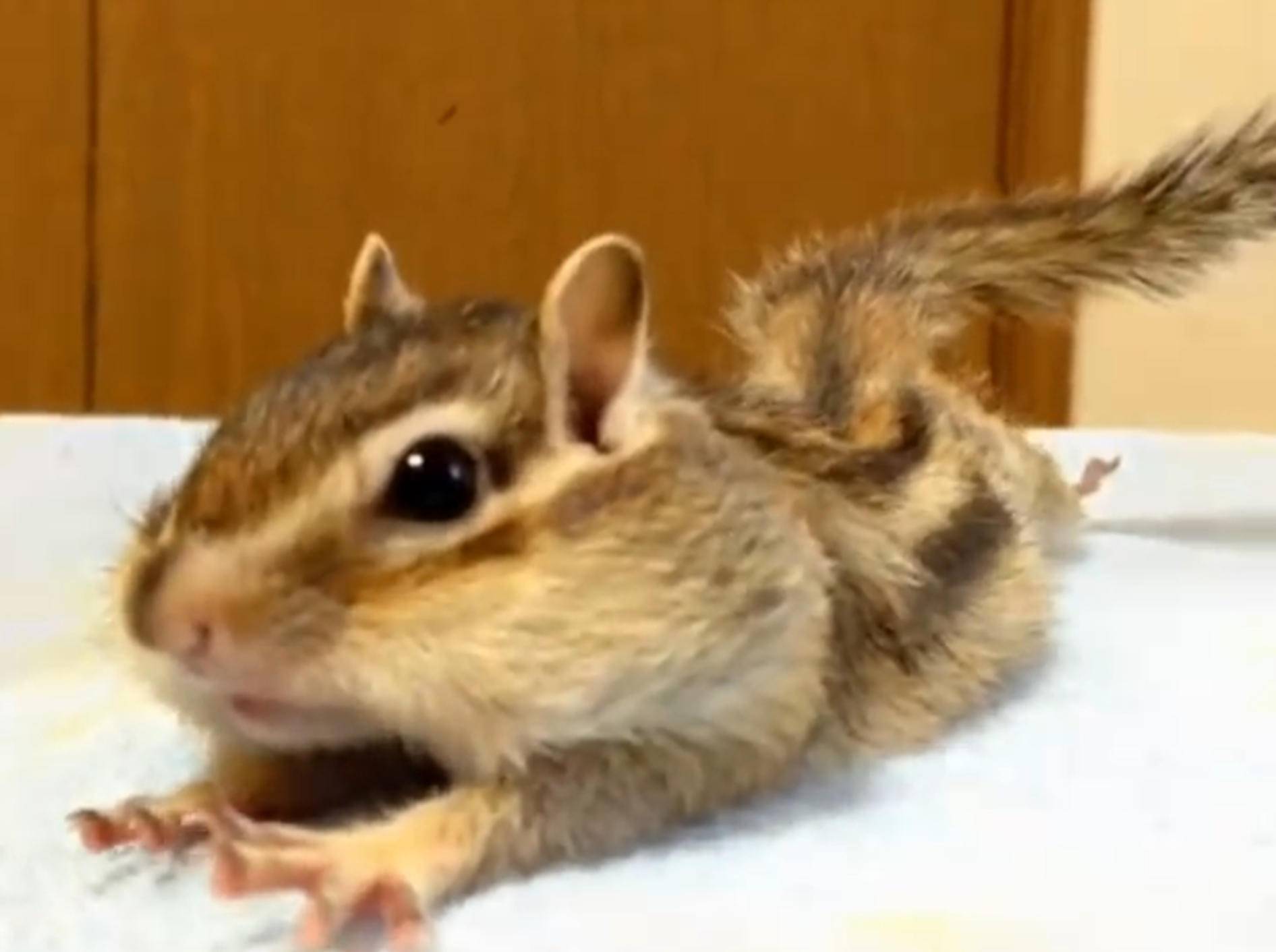 Streifenhörnchen macht Morgengymnastik – Bild: YouTube / bikke the chip