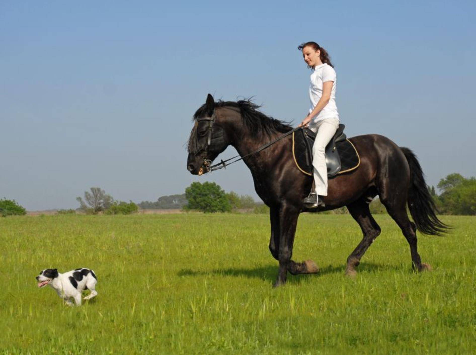 Wenn Hund und Pferd gut vorbereitet sind, macht der Ausritt Spaß – Bild: Shutterstock / cynoclub