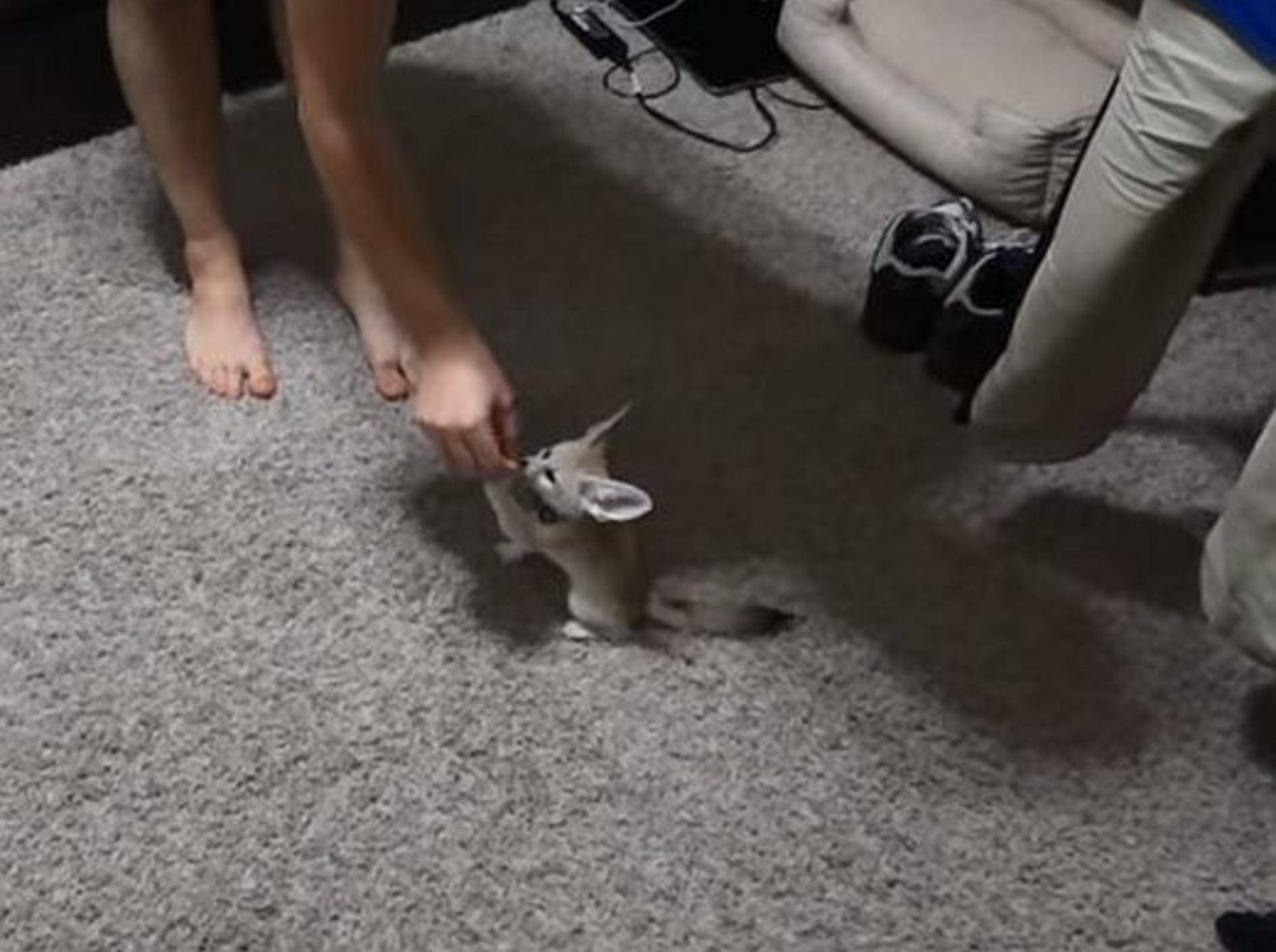 Baby-Wüstenfuchs übt "Sitz" – Bild: Youtube / Foxes and Friends