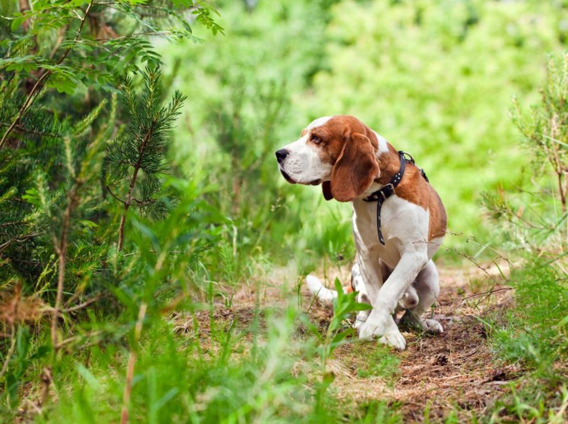 Suchspiele: Eine schöne Abwechslung beim Hundespaziergang – Bild: Shutterstock / Igor Normann