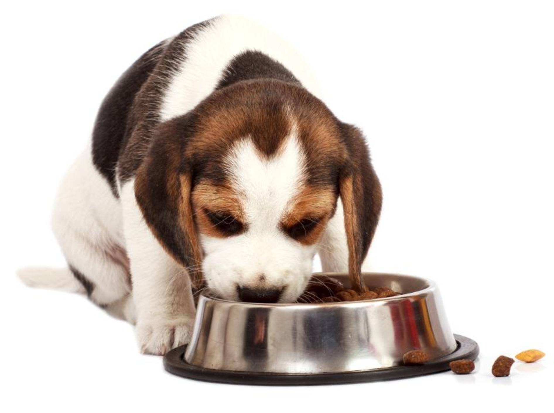 Was macht ein gesundes Hundefutter aus? – Bild: Shutterstock / Fesus Robert