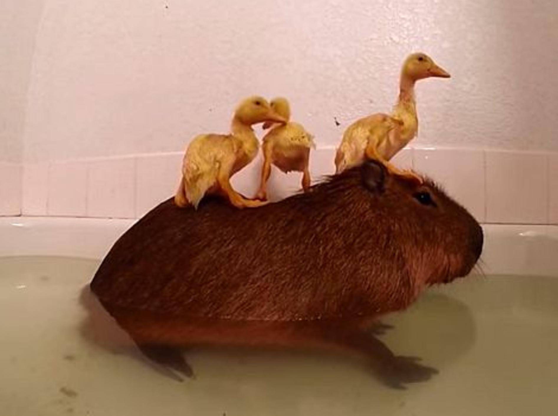 Capybara badet mit Küken – Bild: Youtube / JoeJoe The Capybara