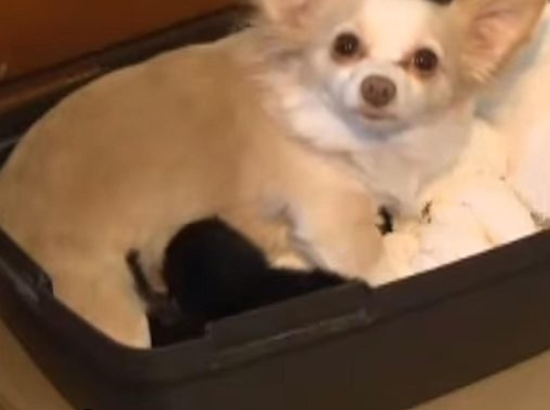 Liebevoller Chihuahua adoptiert zwei Katzenbabys – Bild: Youtube / HD2