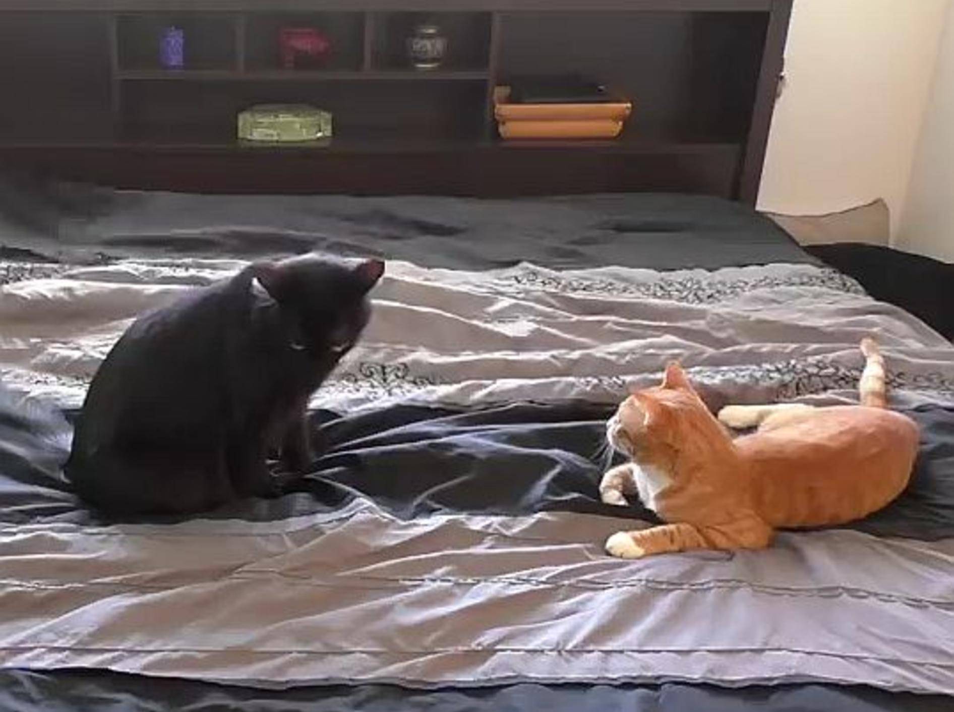 Cole und Marmalade helfen beim Bettbeziehen – Bild: Youtube / Cole and Marmalade