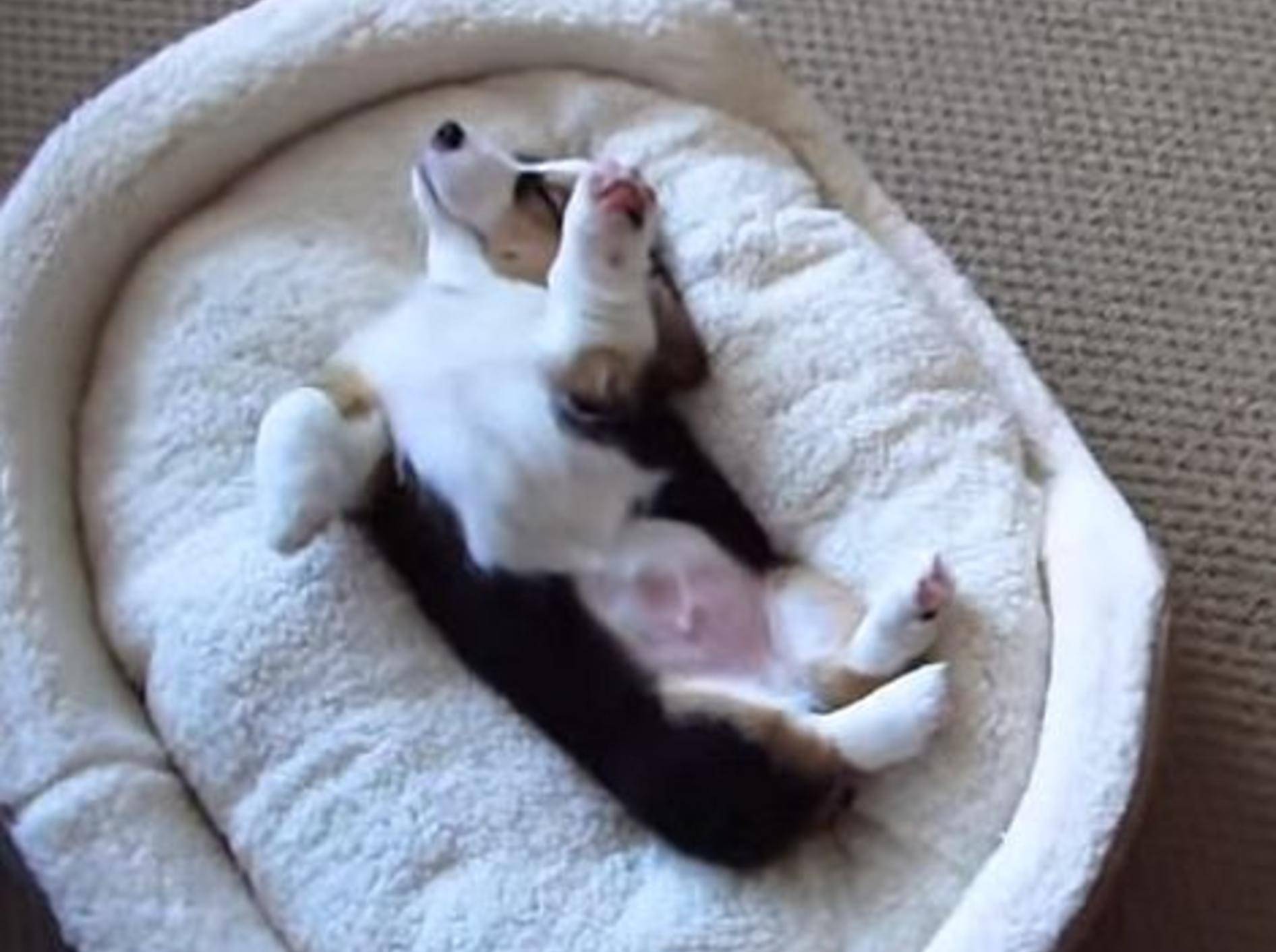Corgi zeigt seine schönsten Schlafpositionen – Bild: Youtube / Great Gatsby the Corgi