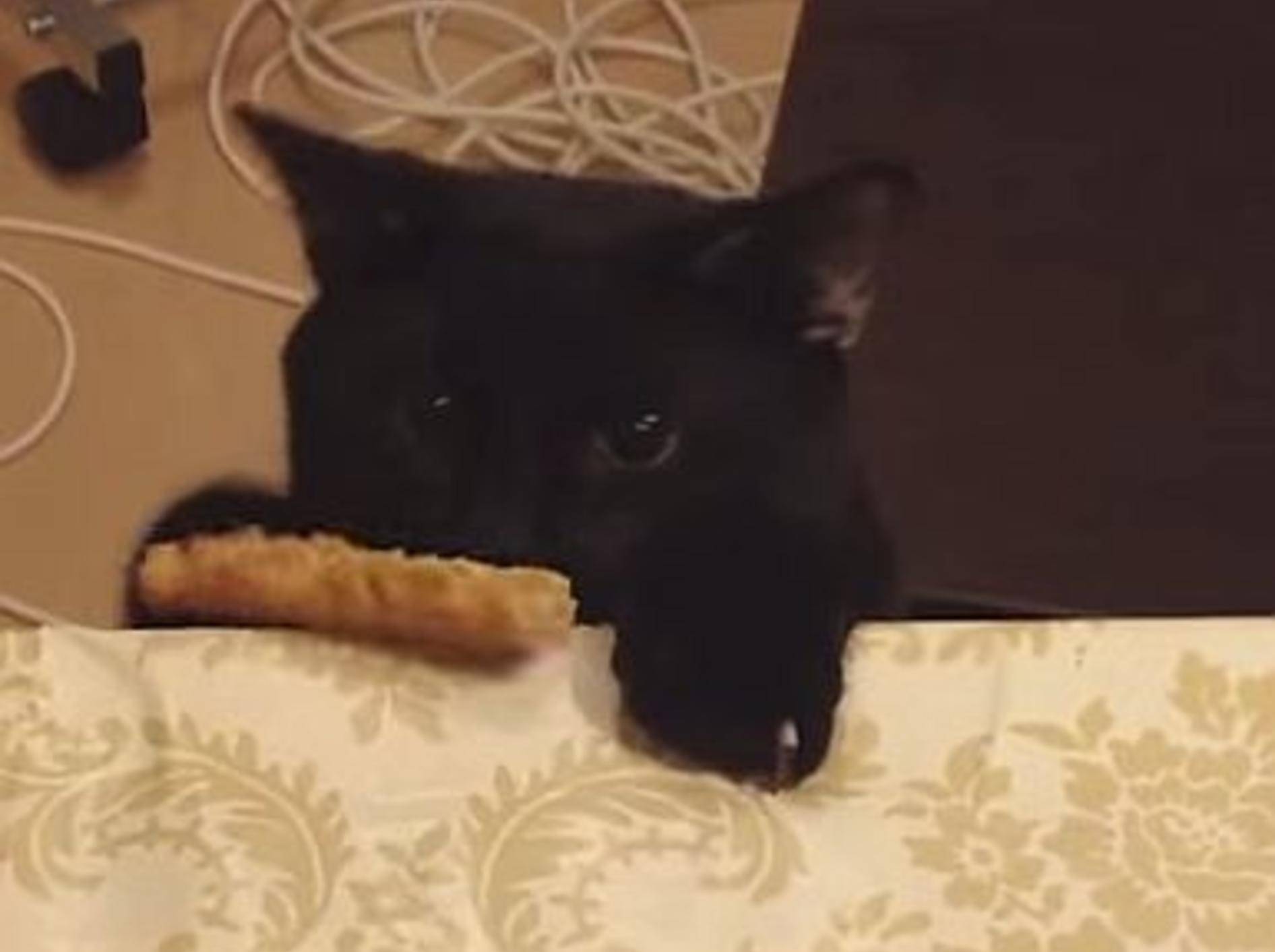 Videozusammenschnitt: Katzen machen lange Pfoten – Bild: Youtube / The Dodo