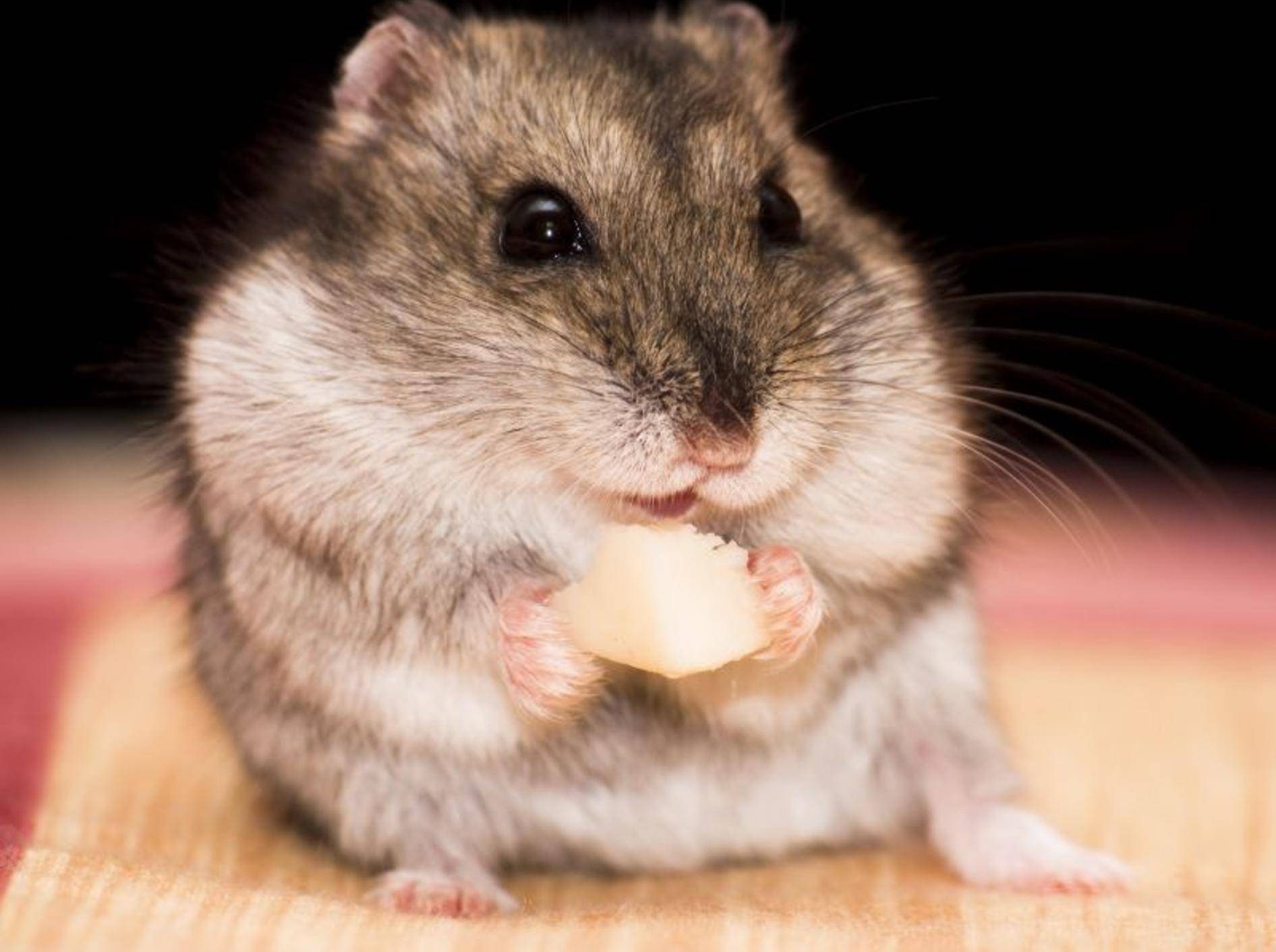 Futter, Snacks und Vitamine für den Hamster – Bild: Shutterstock / MilousSK