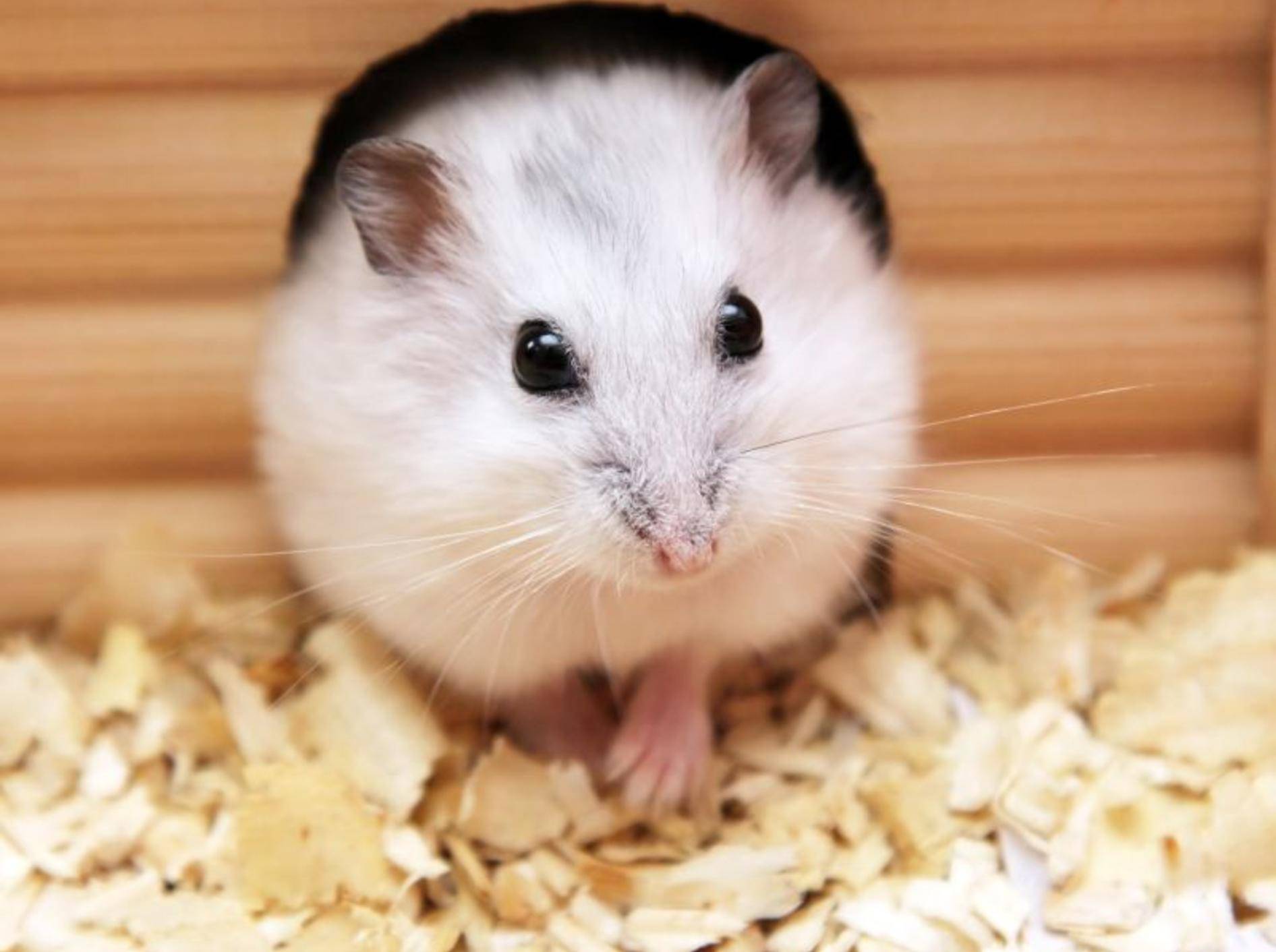 Den Hamsterkäfig einstreuen: Das brauchen Sie dafür – Bild: Shutterstock / AlexKalashnikov