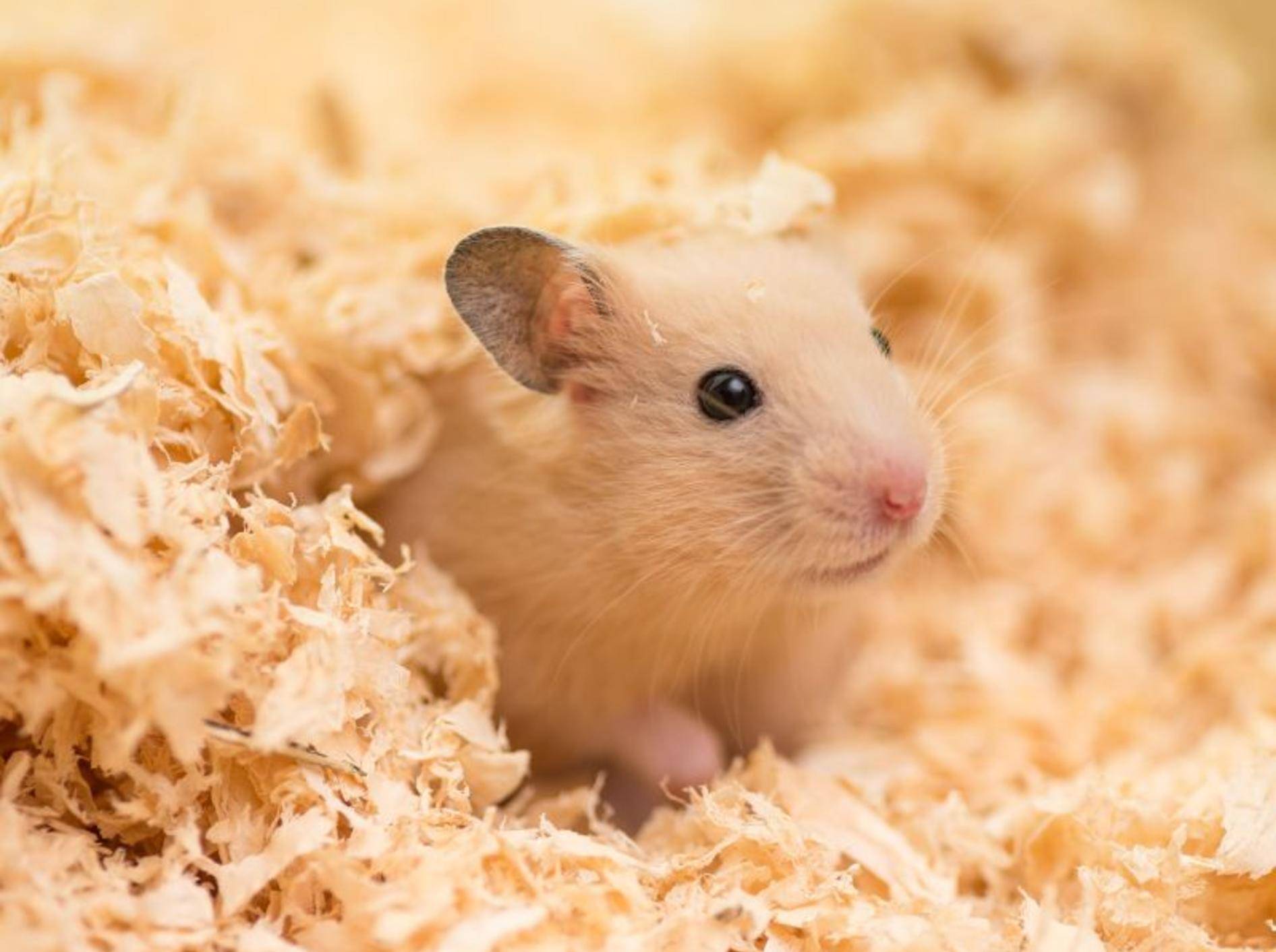 Hamsterkäfig: Tipps für die Auswahl und Einrichtung – Bild: Shutterstock / stock_shot