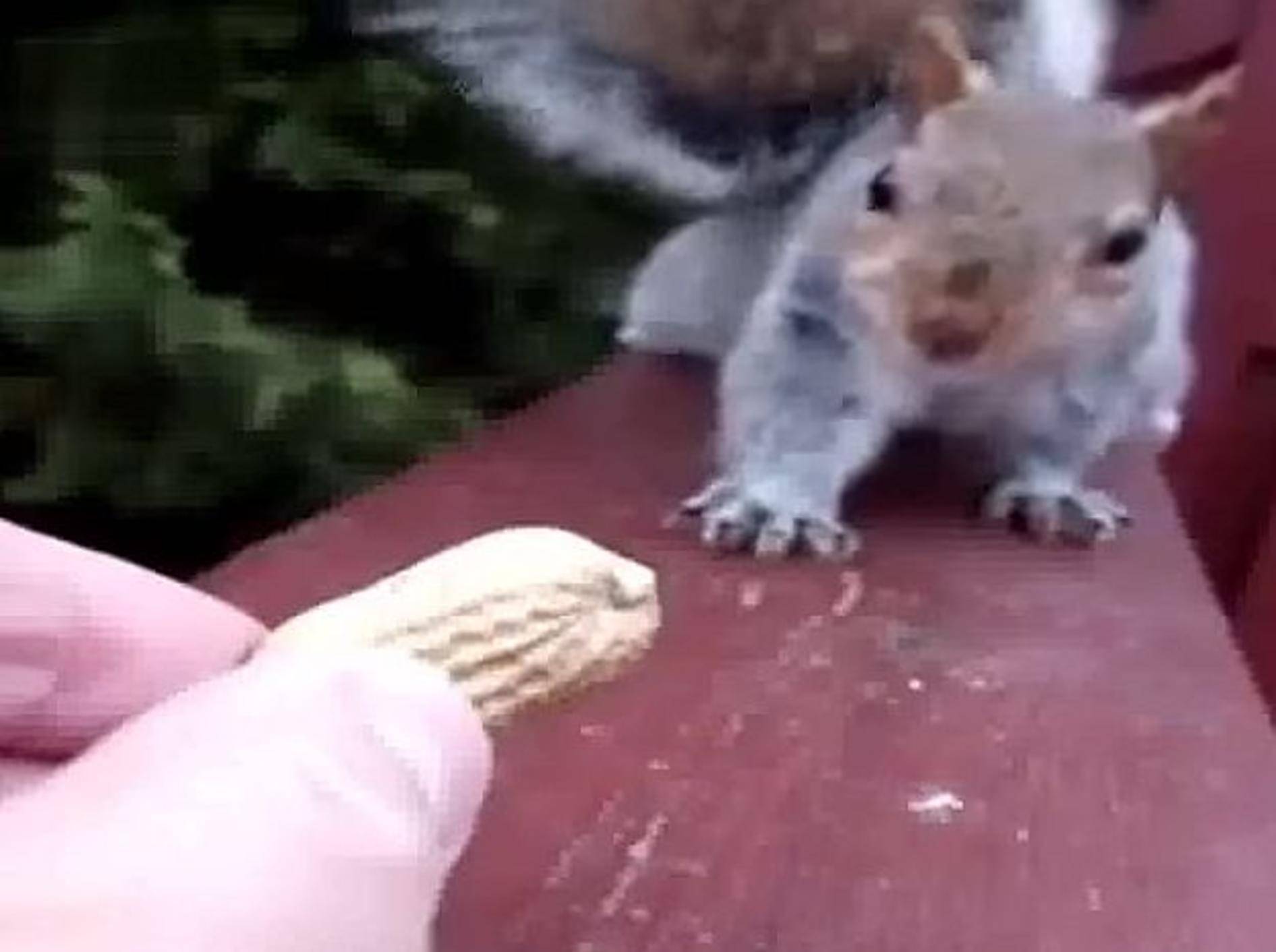 Hörnchen und Nuss: "Soll ich oder soll ich nicht?" – Bild: Youtube / A T.Khan