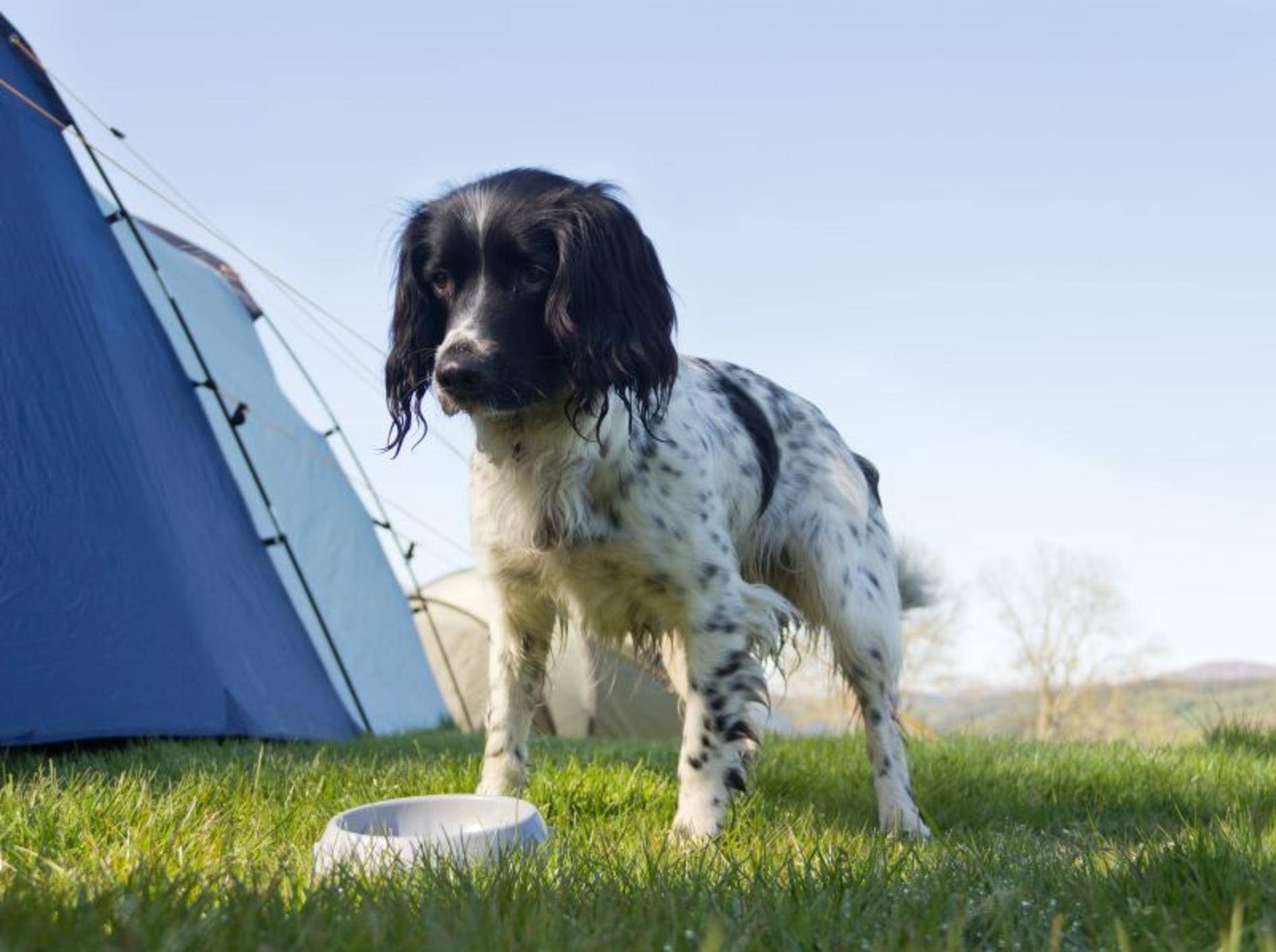 Neben Futter- und Trinknapf gehört auch das Lieblingsfutter des Hundes ins Reisegepäck – Bild: Shutterstock / GroomesPhotography