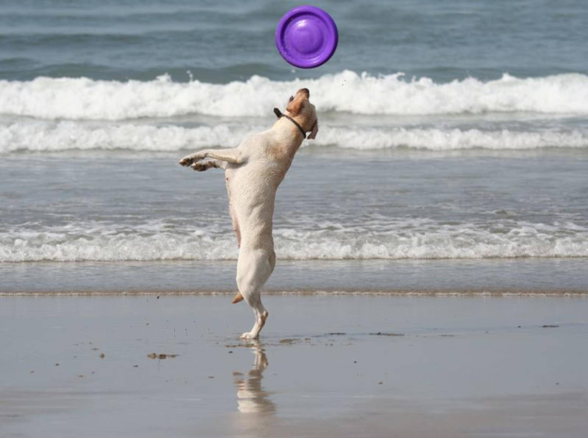 Toben am Strand: Das macht Hunden Spaß! – Bild: Shutterstock / Fernando Jose V. Soares