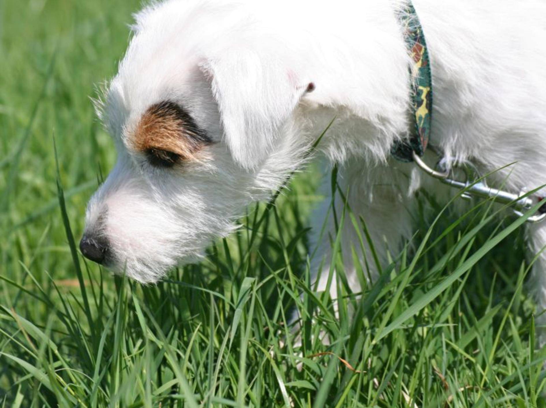 Für fortgeschrittene Hunde sind auch längere Fährten kein Problem – Bild: Shutterstock / sandra zuerlein