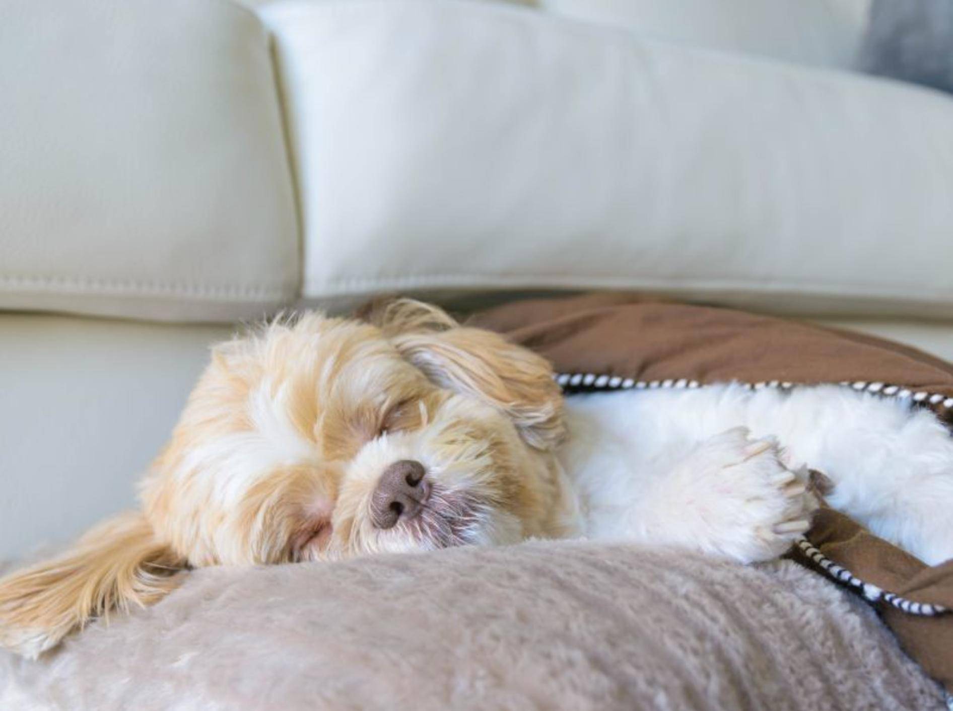 Hundekorb im Zimmer: Im Hunde-Hotel selbstverständlich – Bild: Shutterstock / Joy_enjoy