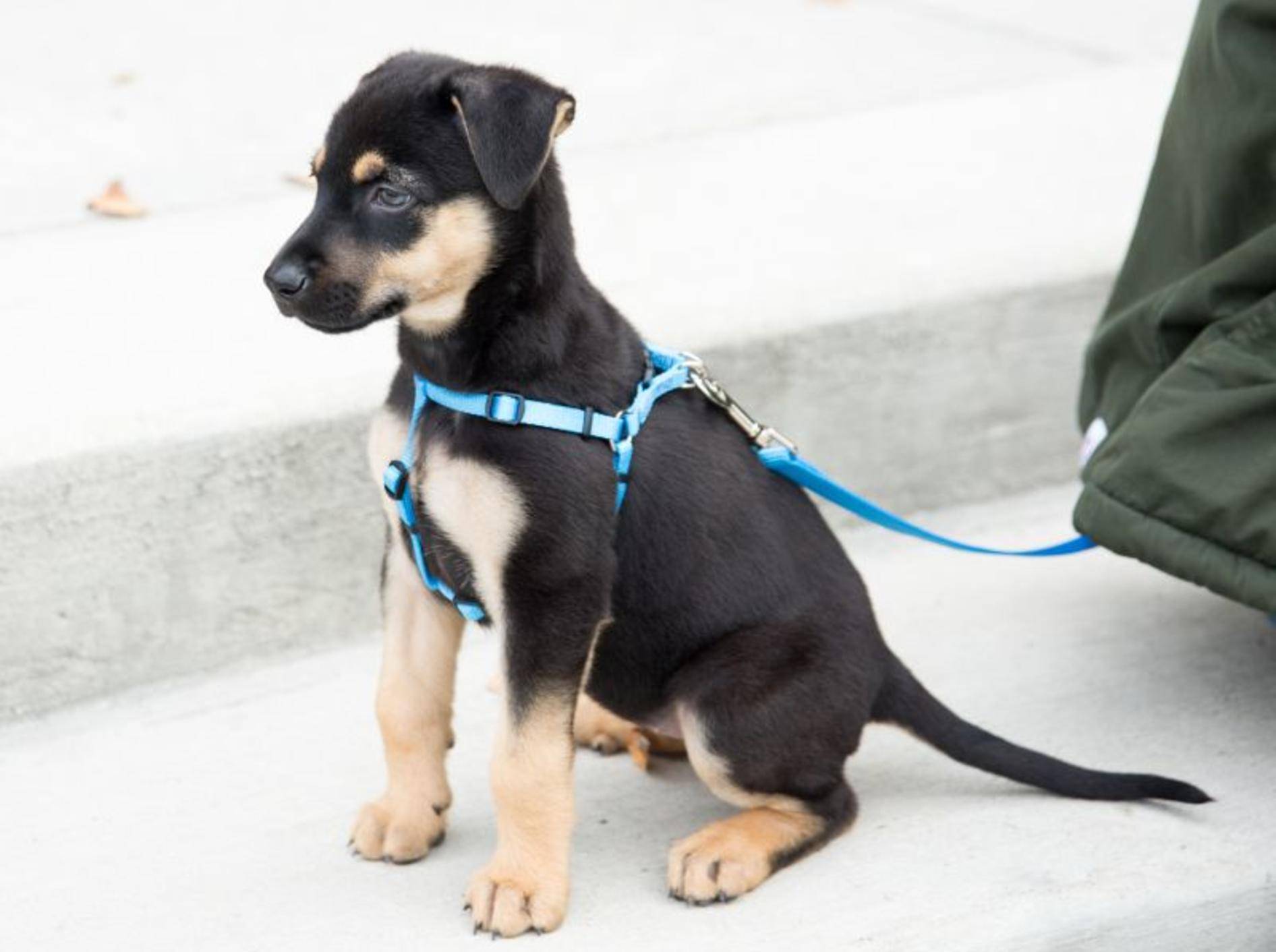 Stabil und sicher: Hundegeschirr für Welpen – Bild: Shutterstock / Anna Hoychuk