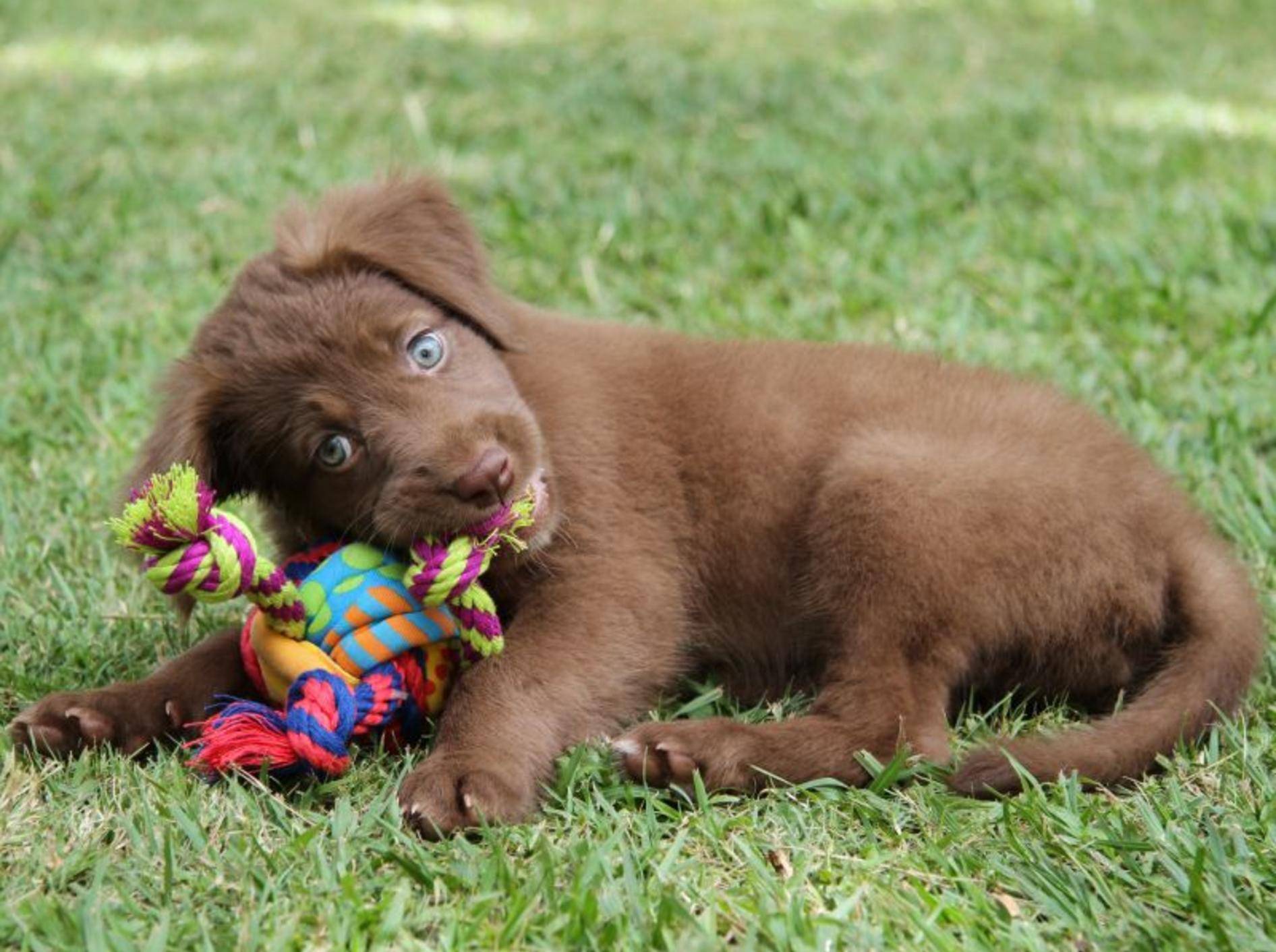 Welpenspielzeug: Beschäftigung für kleine Hunde – Bild: Shutterstock / Jez Bennett