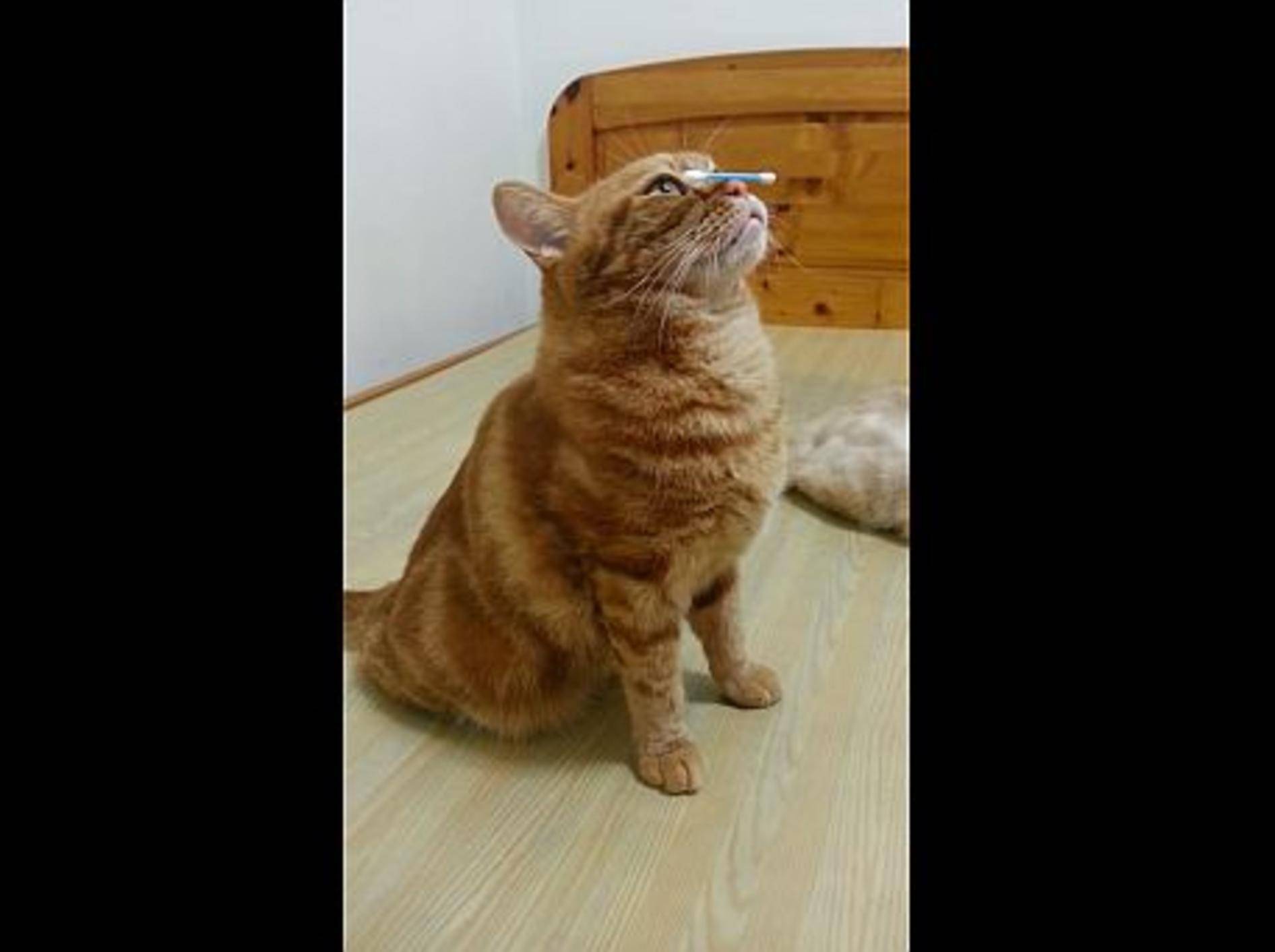 Geschickte Katze balanciert Wattestäbchen – Bild: Youtube / 鄭朵兒