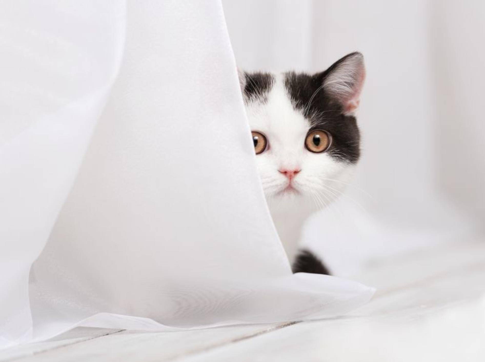 Katzen vertreiben: 10 wirksame Tipps, um Katzen fernzuhalten