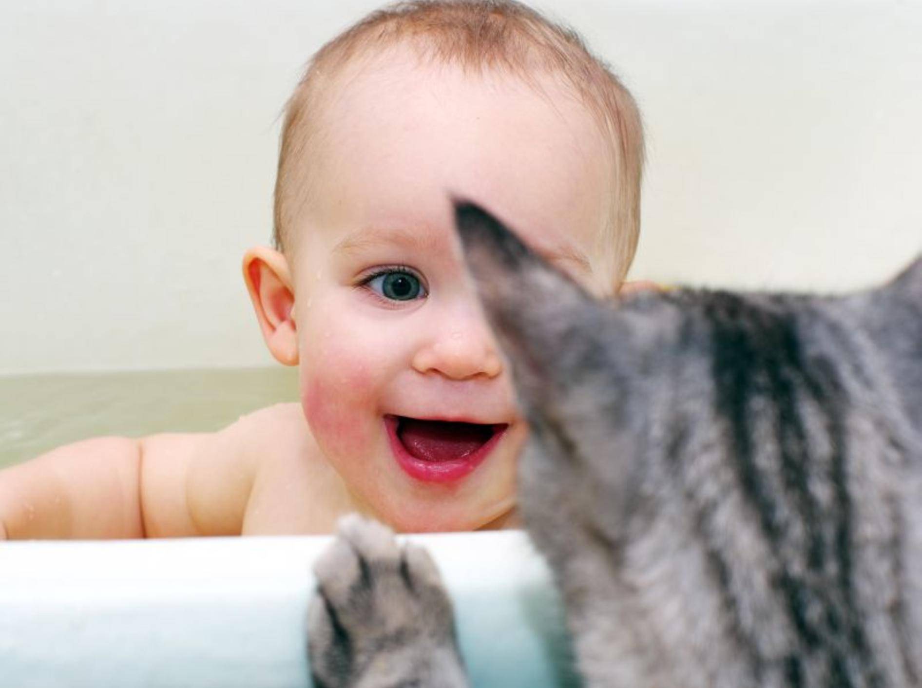 Ein prüfender Blick auf das neue Familienmitglied: Diese Katze macht es vor – Bild: Shutterstock / Timofeyev Alexander