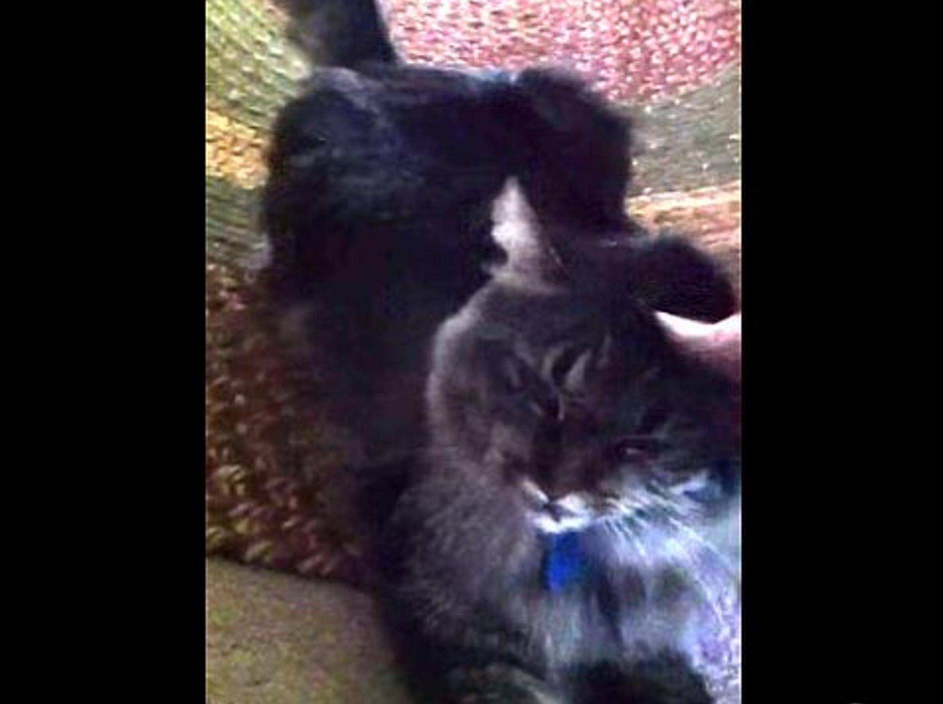 Liebe Katze: "Mensch, hab ich dich vermisst!" – Bild: Youtube / celestyn05