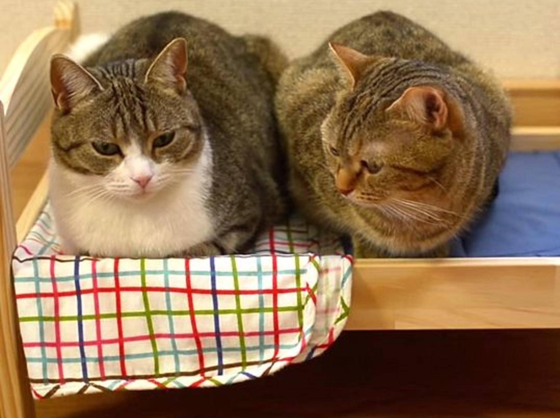 Süße Katzenkumpels zeigen ihr Lieblingsbett – Bild: Youtube / ９Cats.