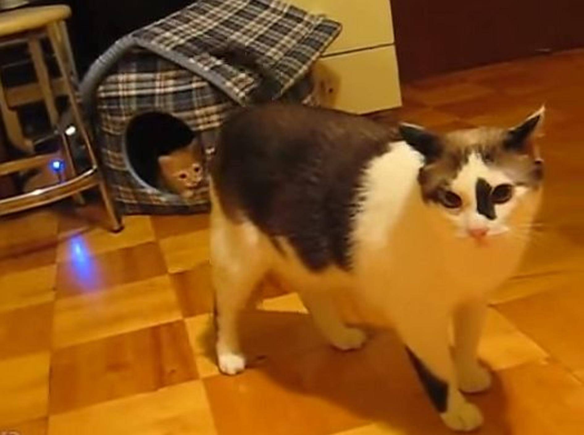 Rotes Katzenbaby: "Das ist mein Haus!!!" – Bild: Youtube / fuwafuwanekochan