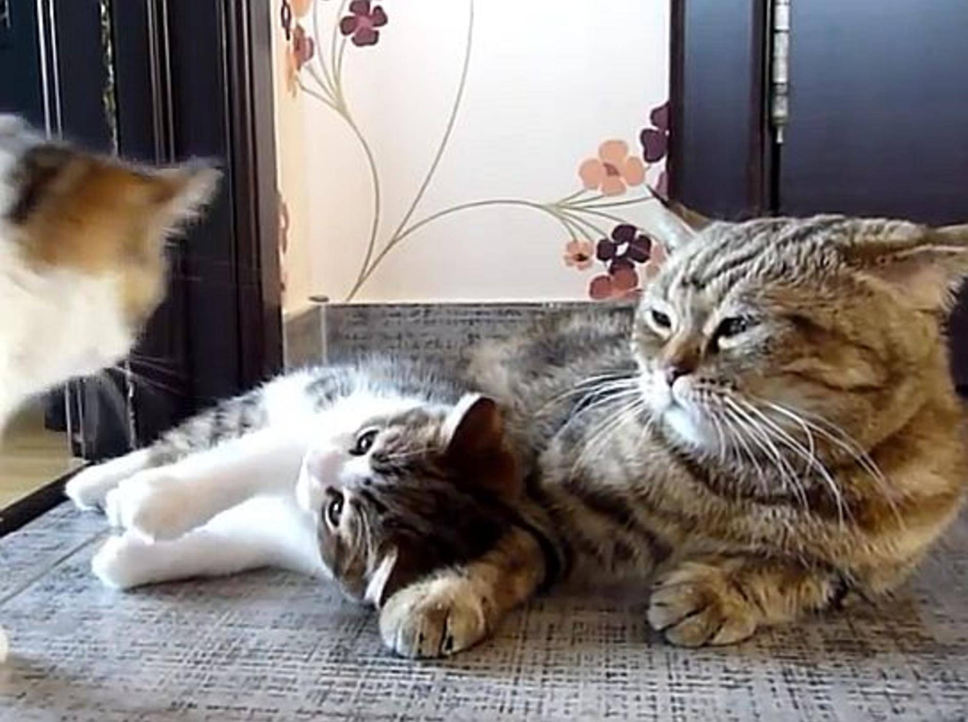 Katzenbabys stören ihre Mama beim Schlafen – Bild: Youtube / Funnycatsandnicefish