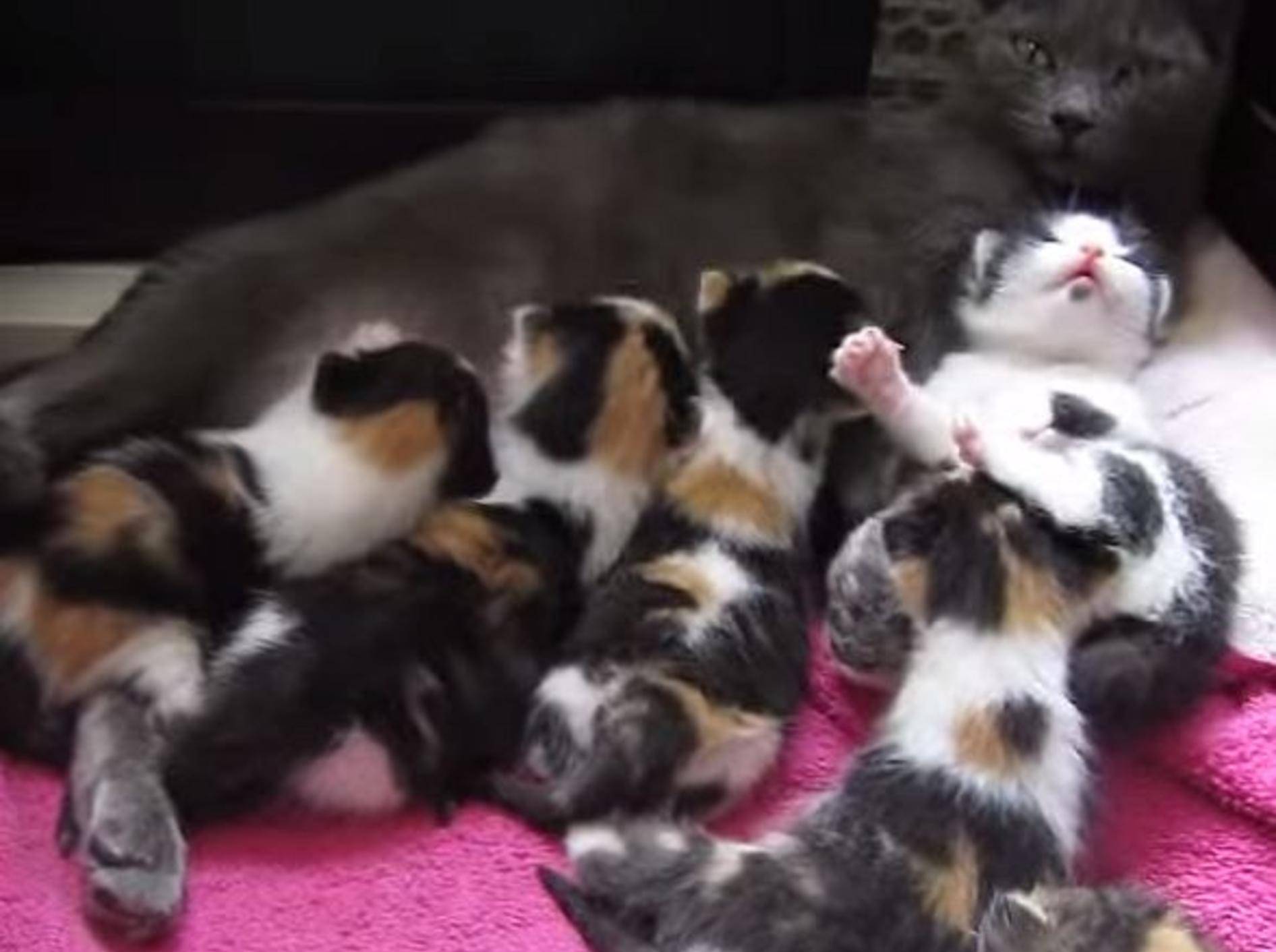 Kunterbunte XXL-Katzenfamilie stellt sich vor – Bild: Youtube / Rachel Asiniwasis