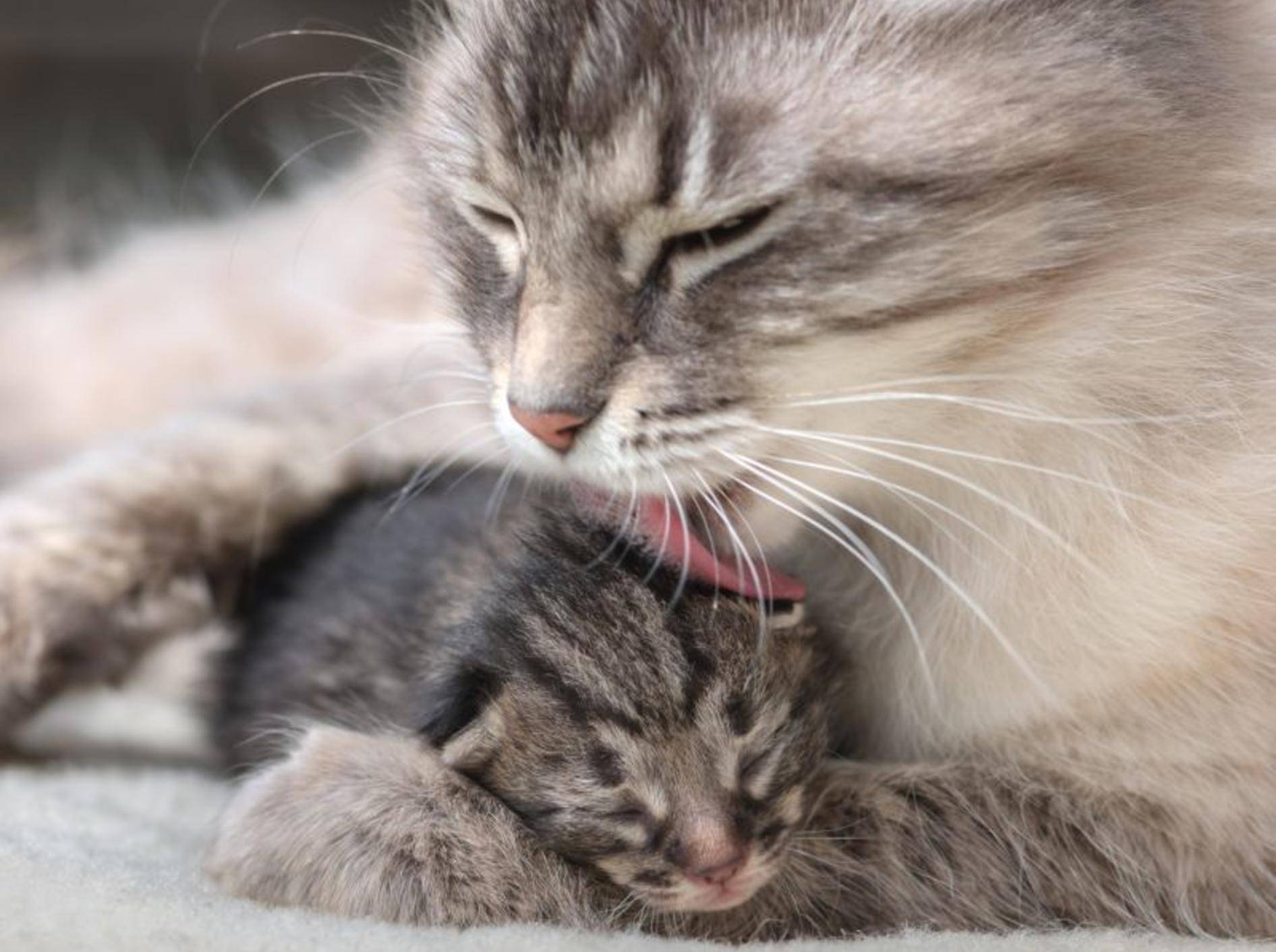 In den ersten Wochen pflegt die Katzenmama ihre Babys – Bild: Shutterstock / Smit