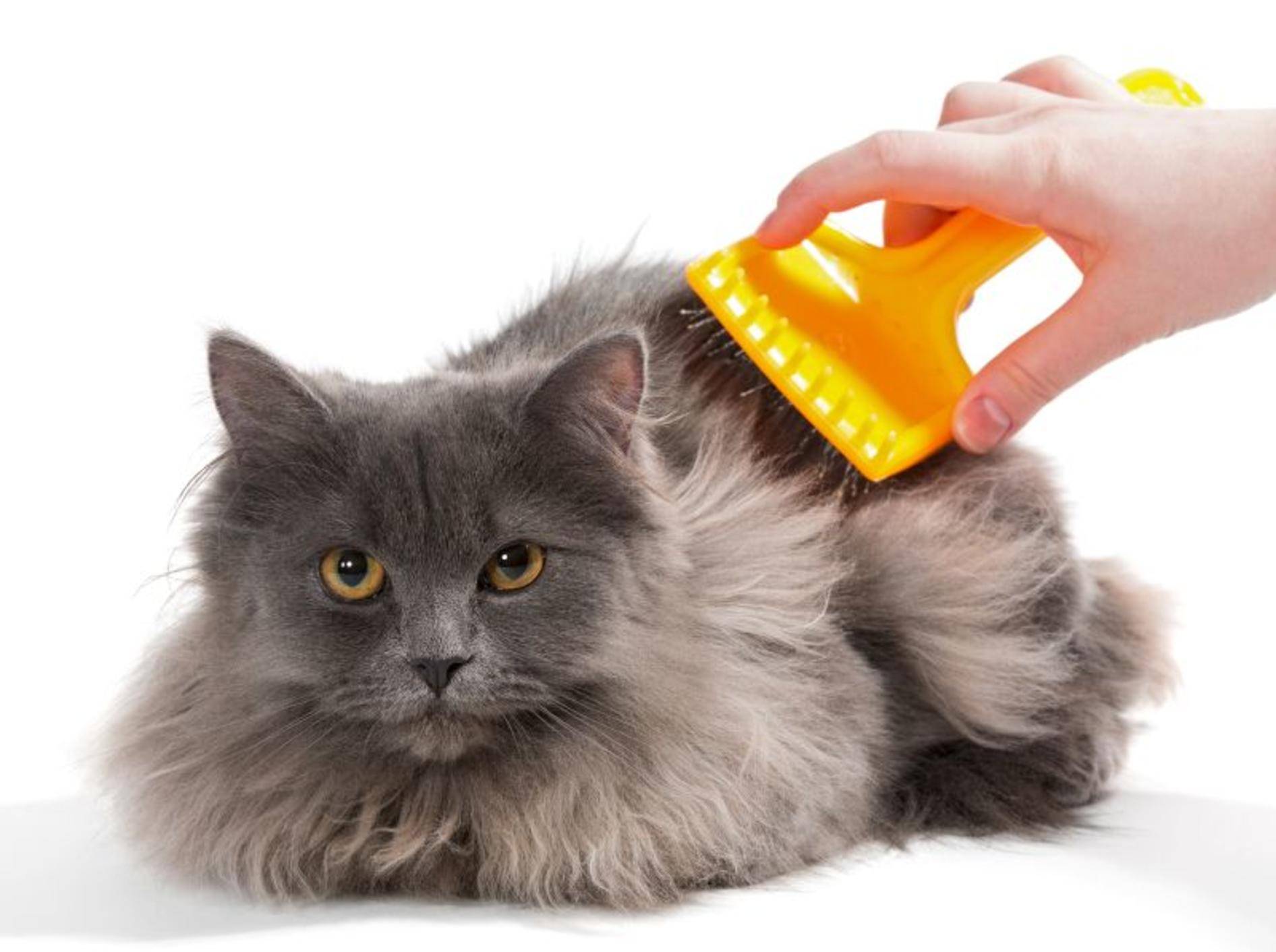 Viel Pflege mit der Bürste beugt Verfilzungen im Katzenfell vor – Bild: Shutterstock / Okssi