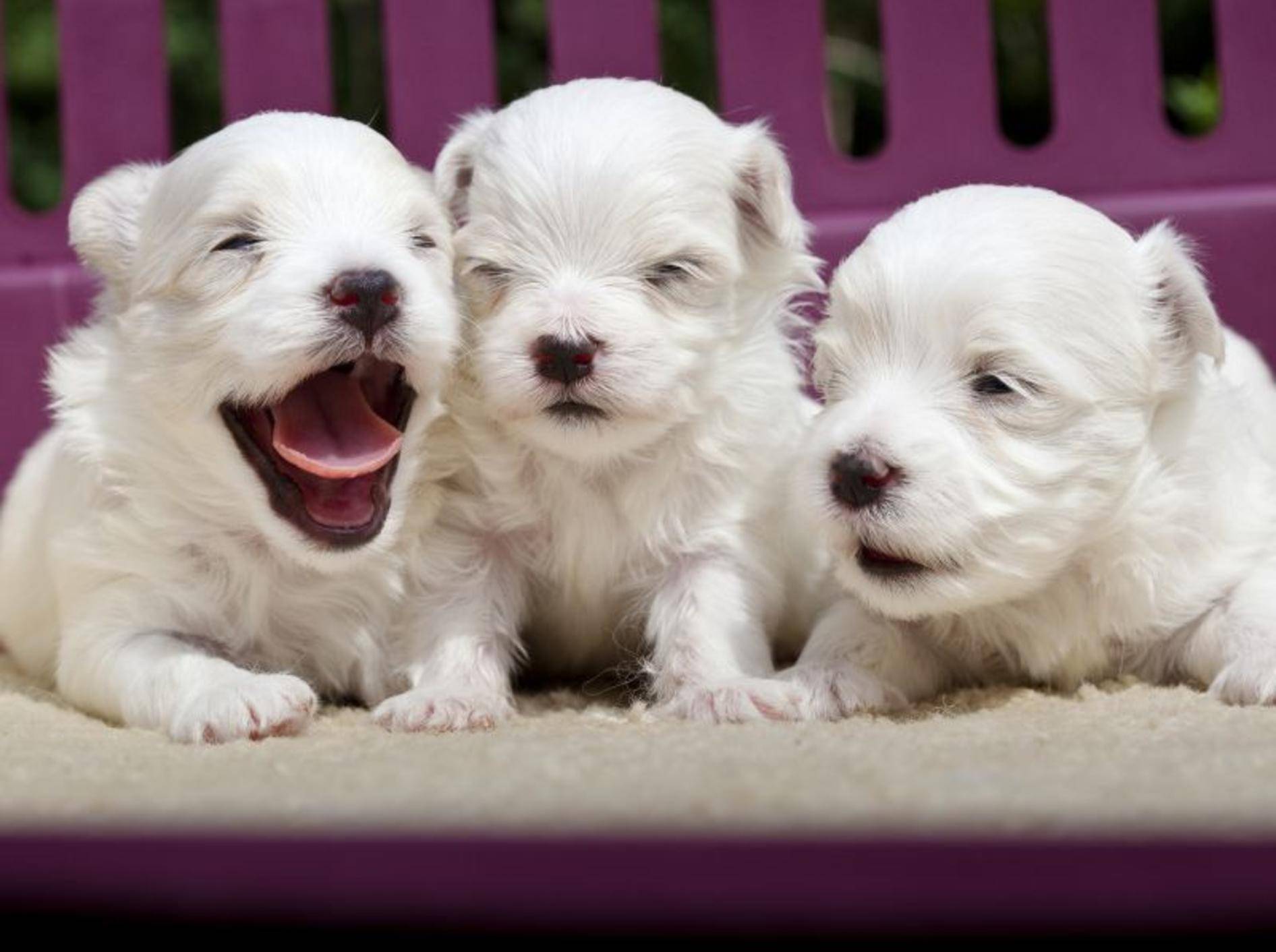 Augen auf und los geht's: In dieser Phase sind Hundebabys besonders neugierig – Bild: Shutterstock / TheLionRoar