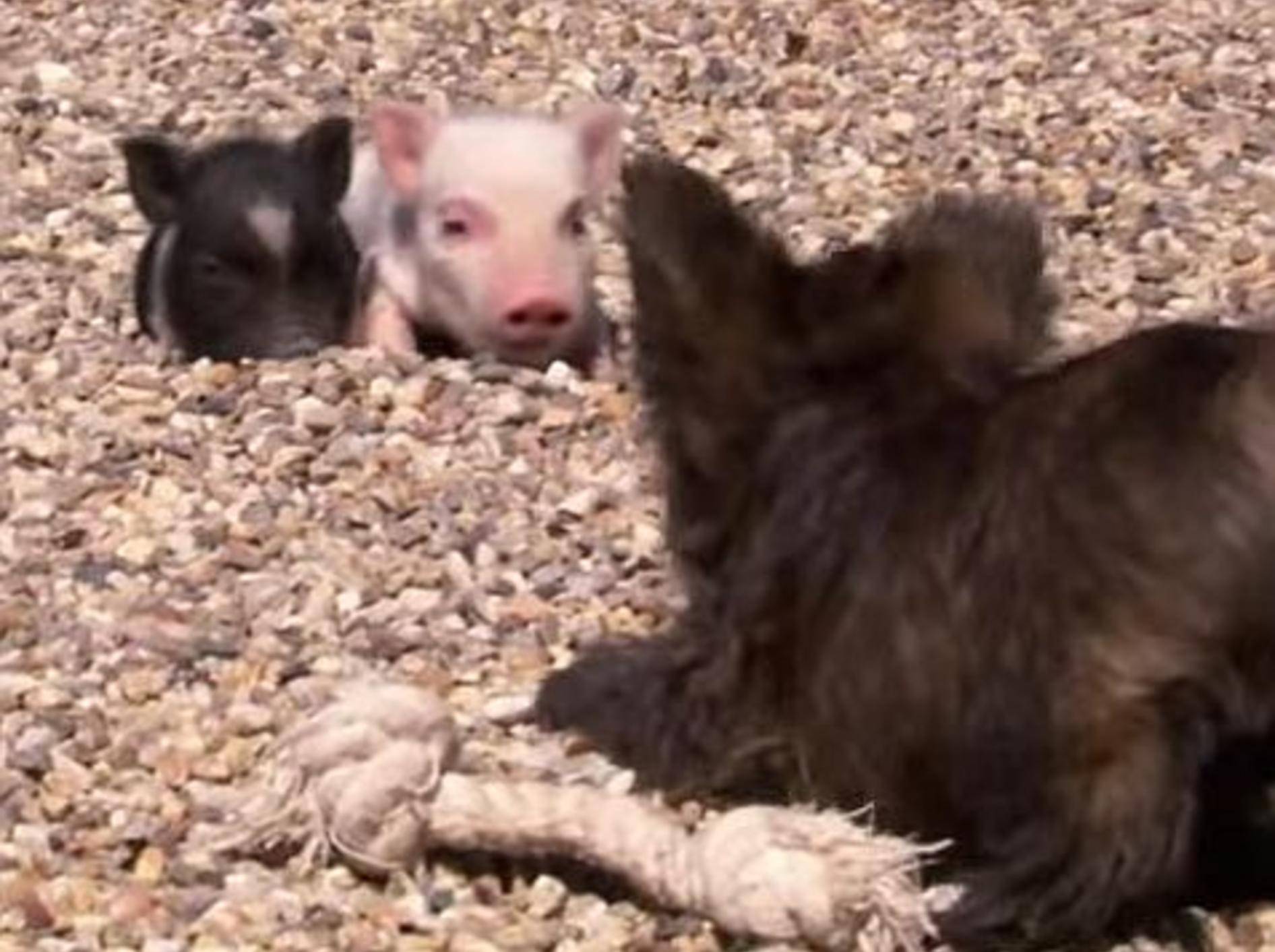 Welpen treffen Minischweinchen – Bild: Youtube / Animal Planet