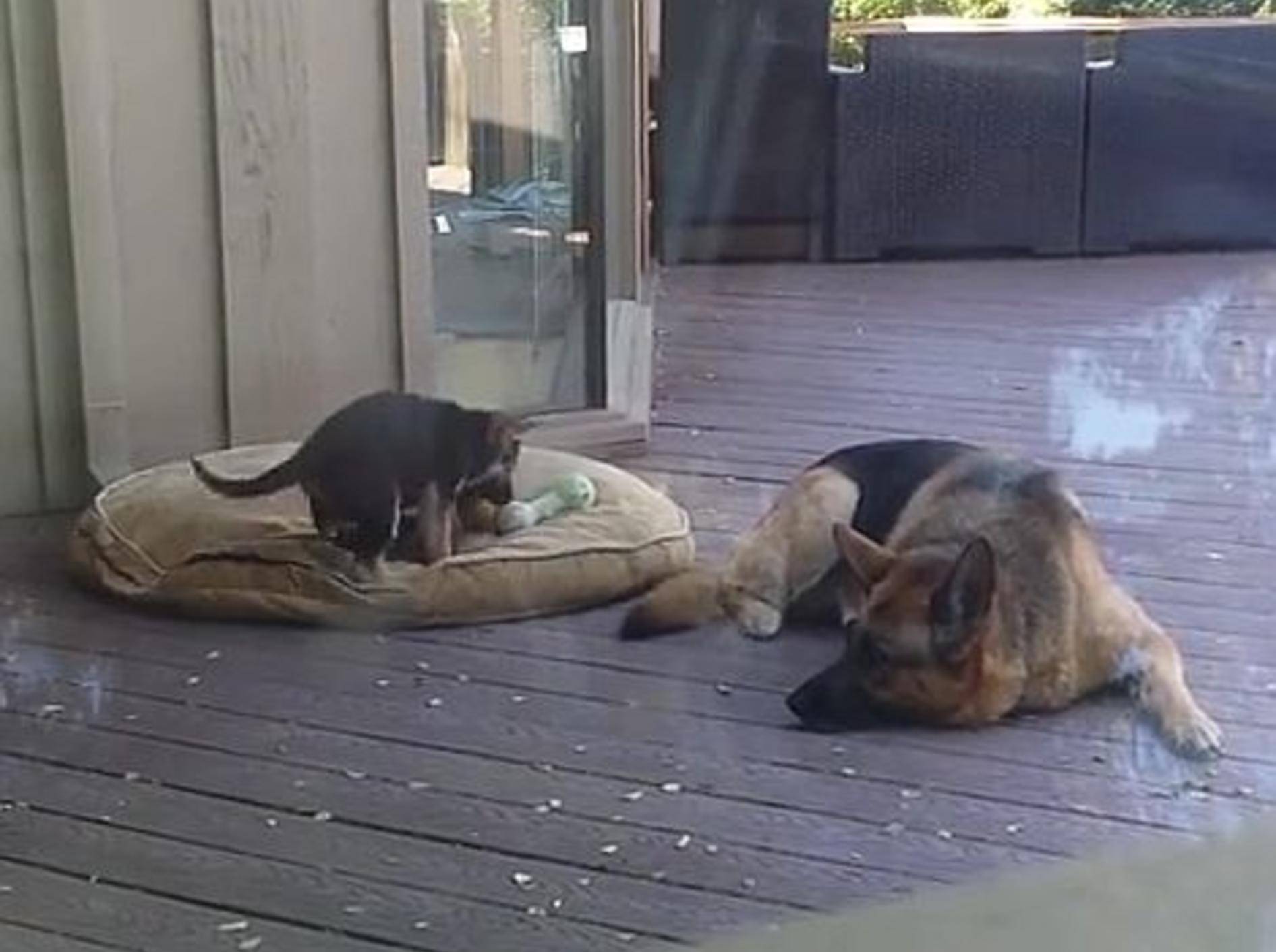 Schäferhund bringt Welpen ins Bett – Bild: Youtube / 1029utube