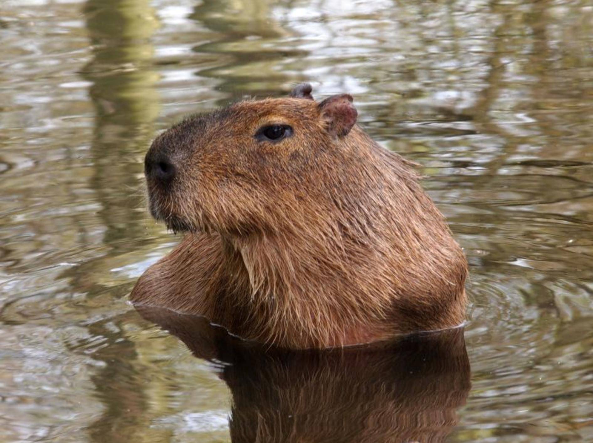 Ganz schön groß: Bis zu 60 cm Schulterhöhe erreicht das Capybara – Bild: Shutterstock / EBFoto