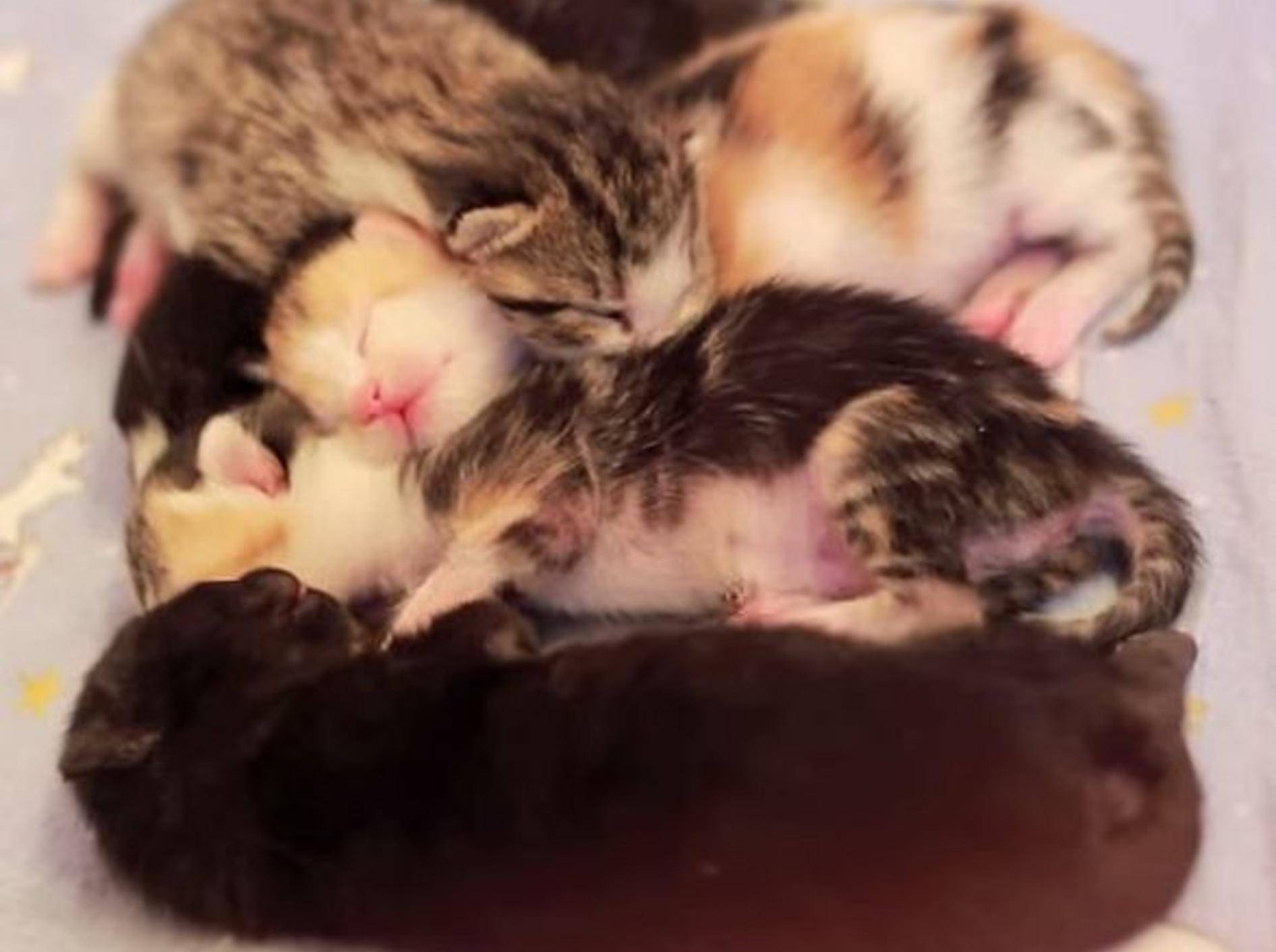 Katzenpflegestation zeigt süße Neuzugänge – Bild: Youtube / CARE - Cat Adoption & Rescue Efforts, Inc