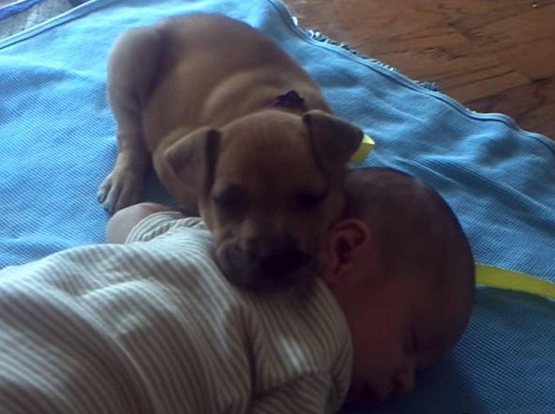 Müder Welpe kuschelt mit Baby – Bild: Youtube / xcvbnmxcvb
