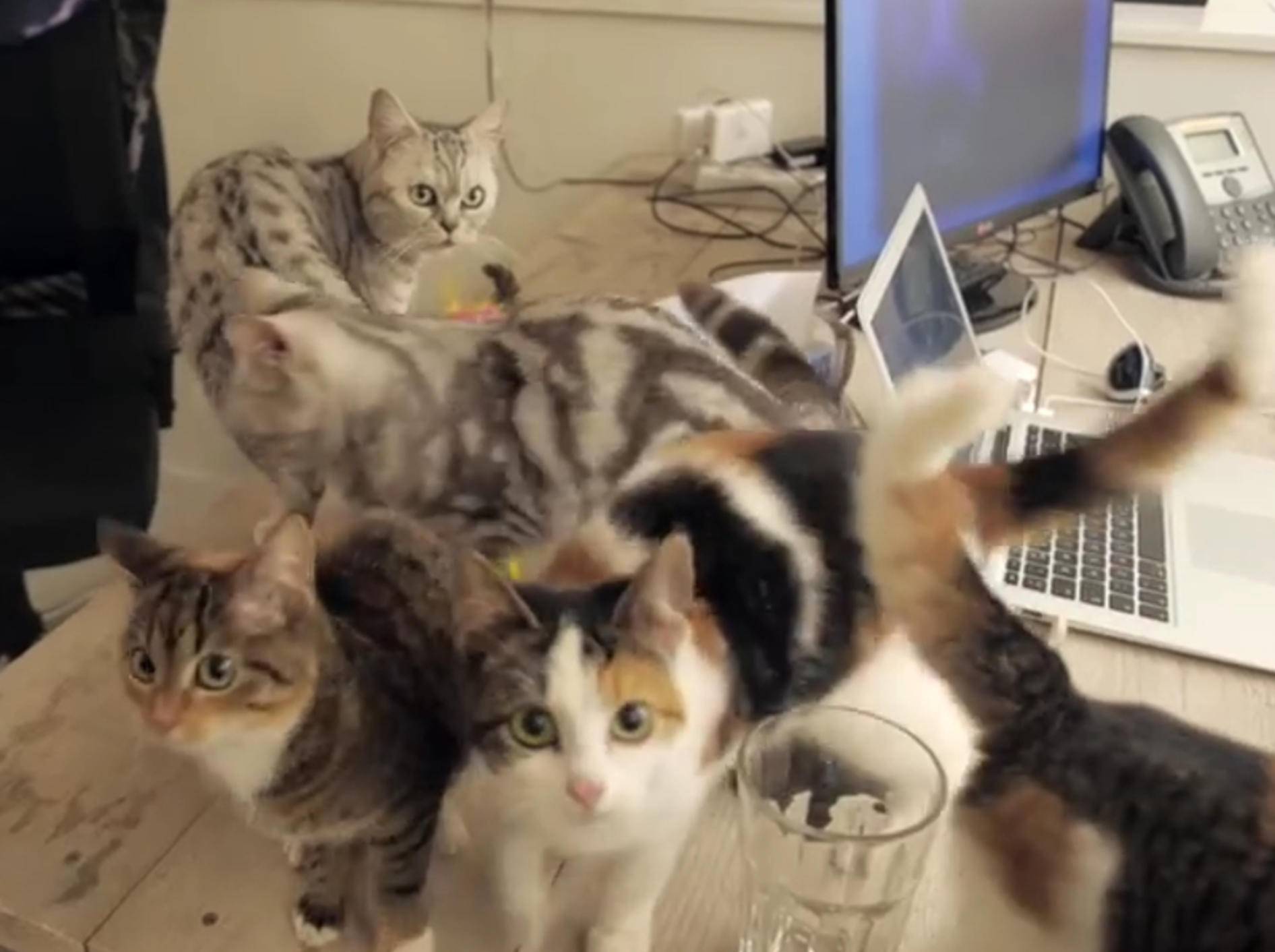 Freche Katzen: "Wir haben im Büro das Sagen!" – Bild: YouTube / Poopy Cat