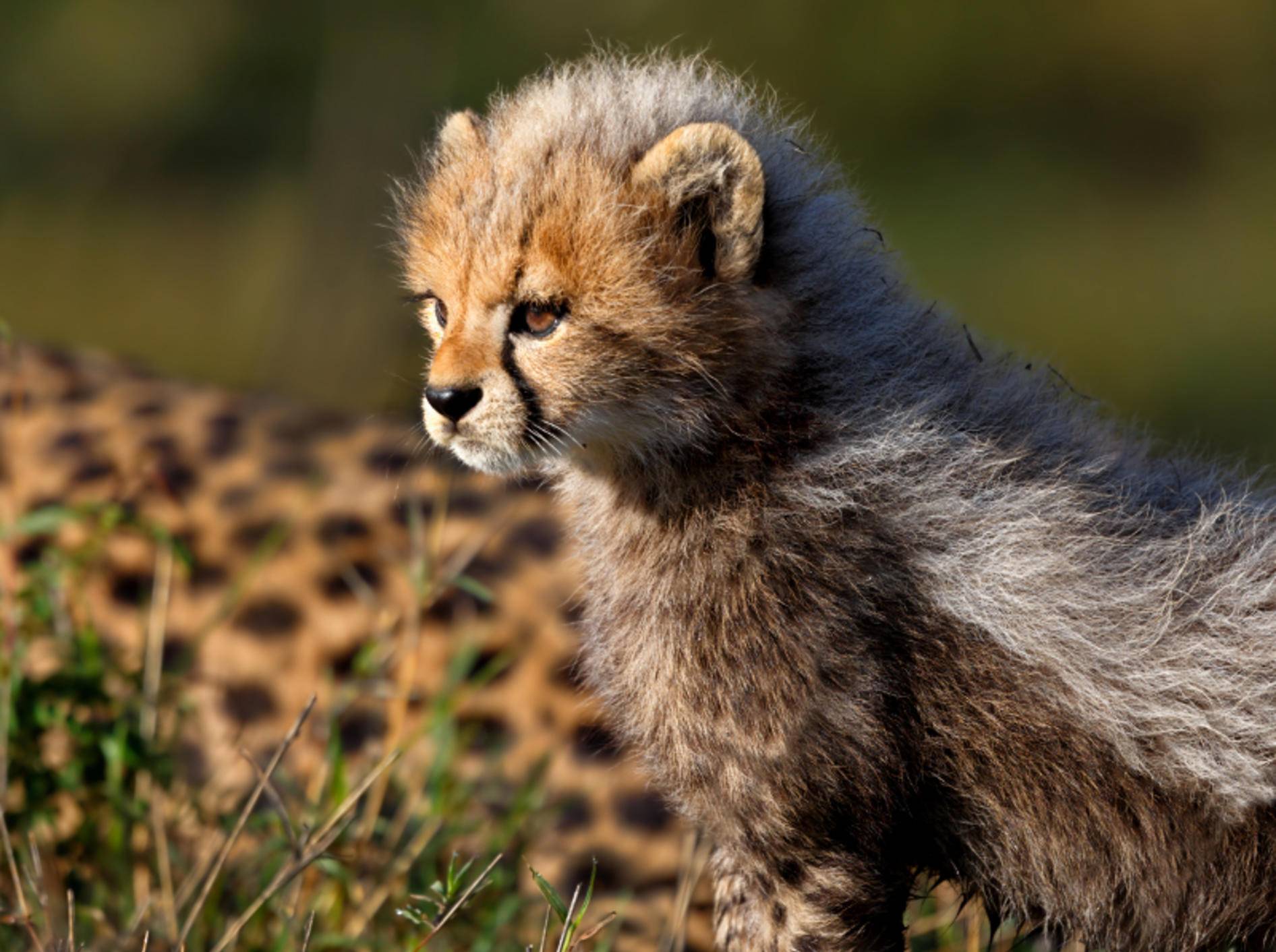 Süß: Ein Gepardenbaby schaut sich genau an, was in der Ferne vor sich geht – Bild: Shutterstock / Maggy Meyer