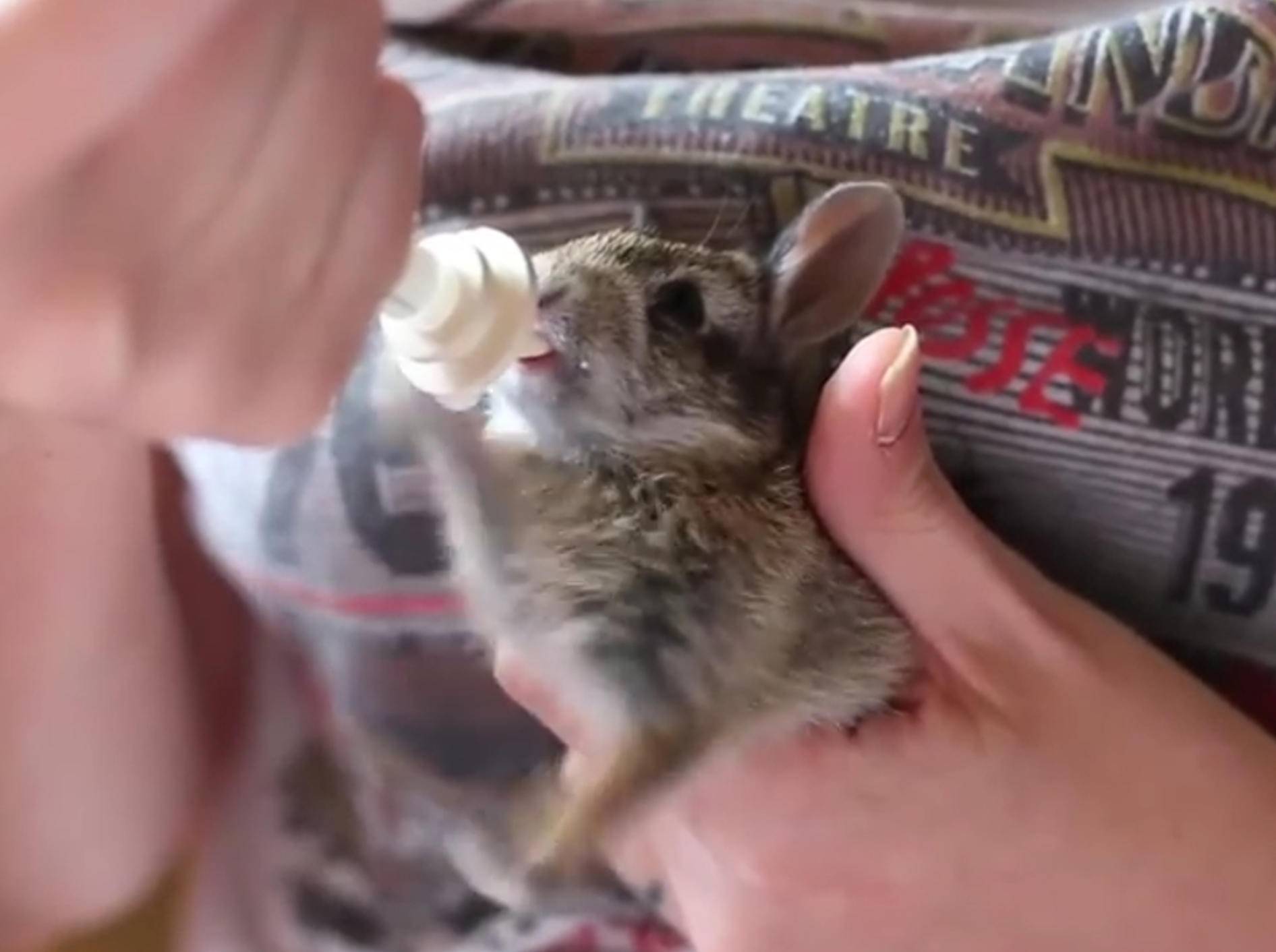 Zuckersüß: Gerettetes Kaninchenbaby strampelt beim Essen – Bild: YouTube / Bunny Chats