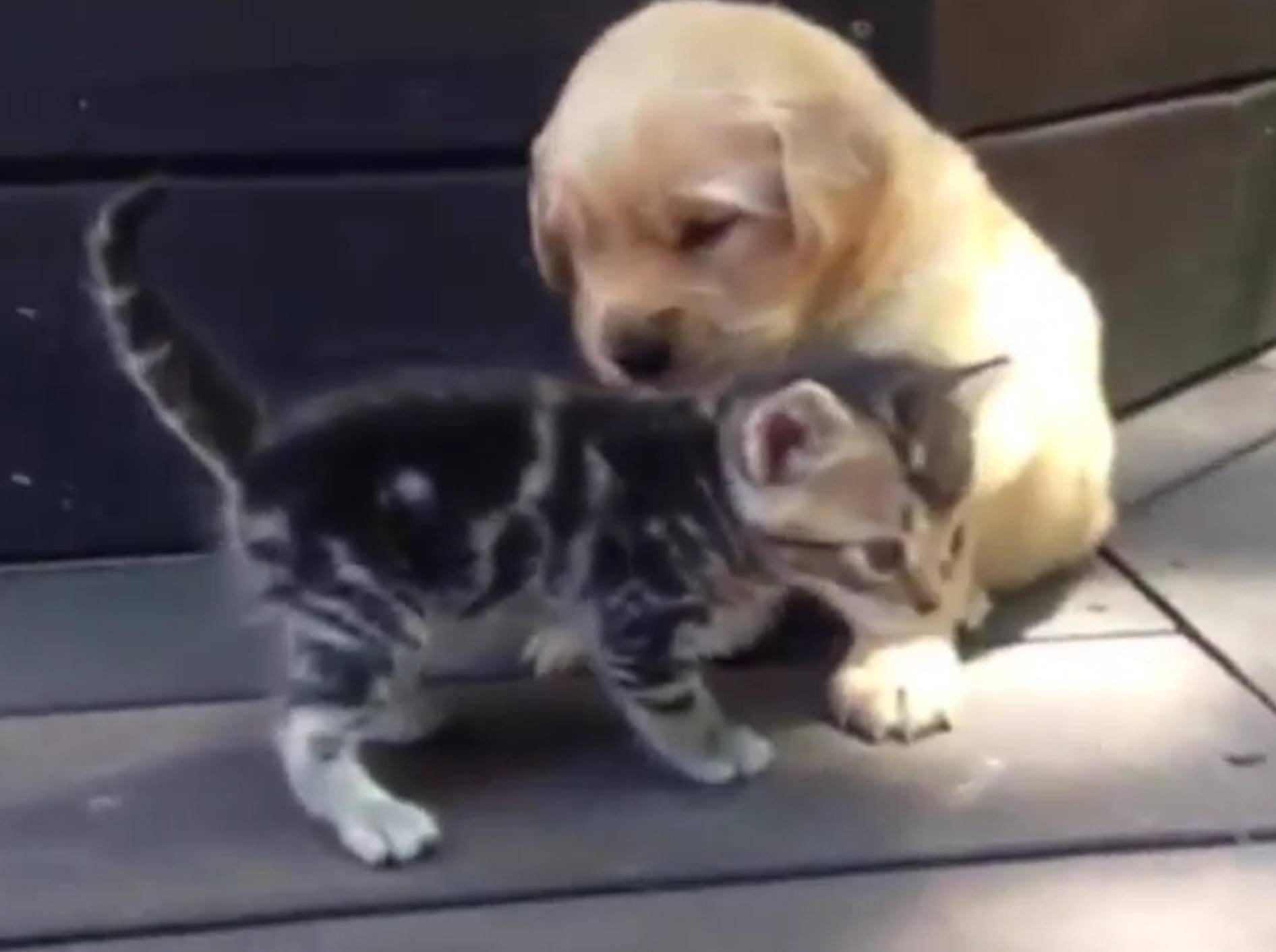 Golden Retriever und Kätzchen haben sich lieb – Bild: YouTube / The Meow Post