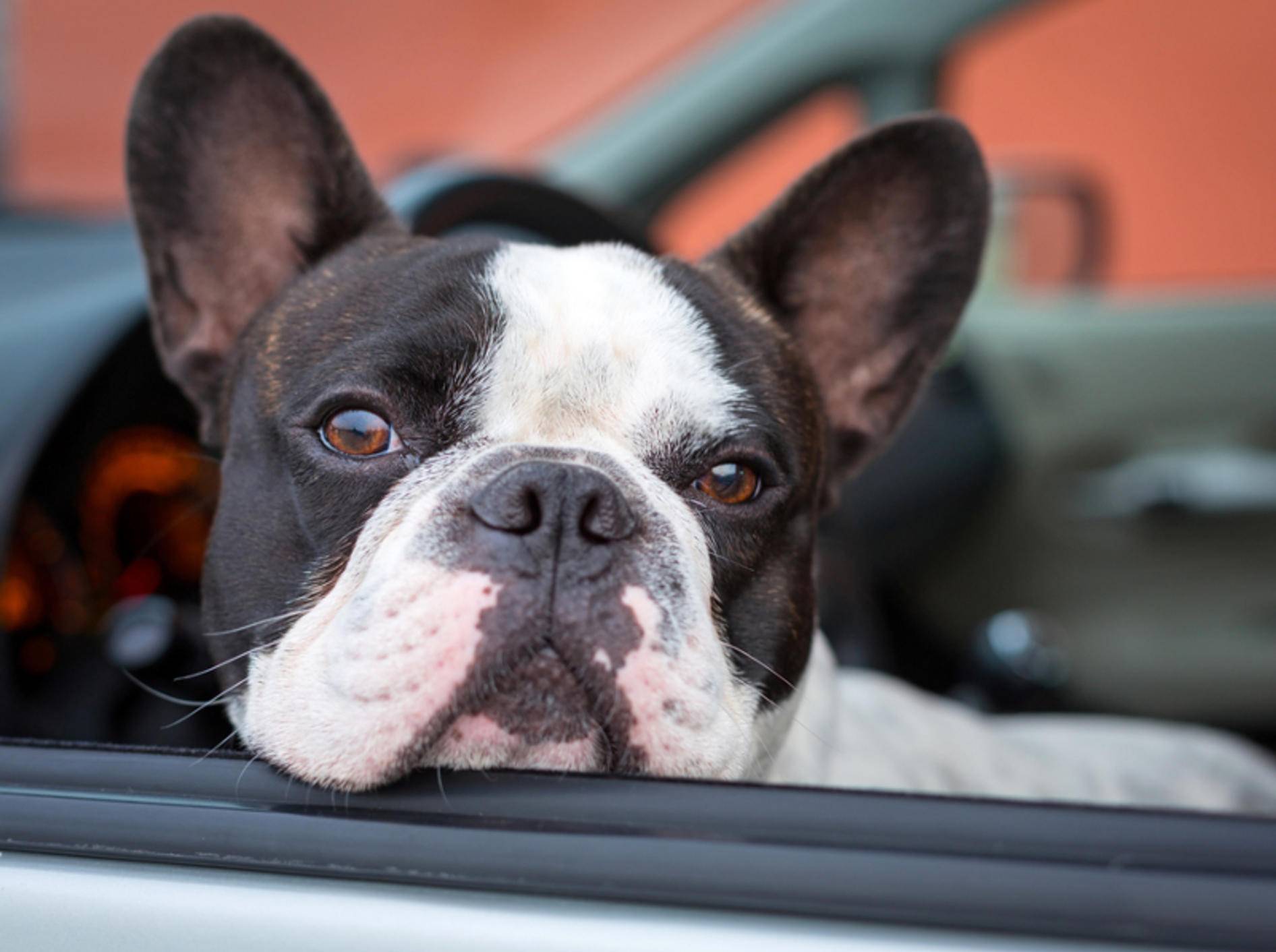 Reisekrankheit bei Hunden lässt sich mit verschiedenen Mitteln behandeln – Shutterstock / Patryk Kosmider