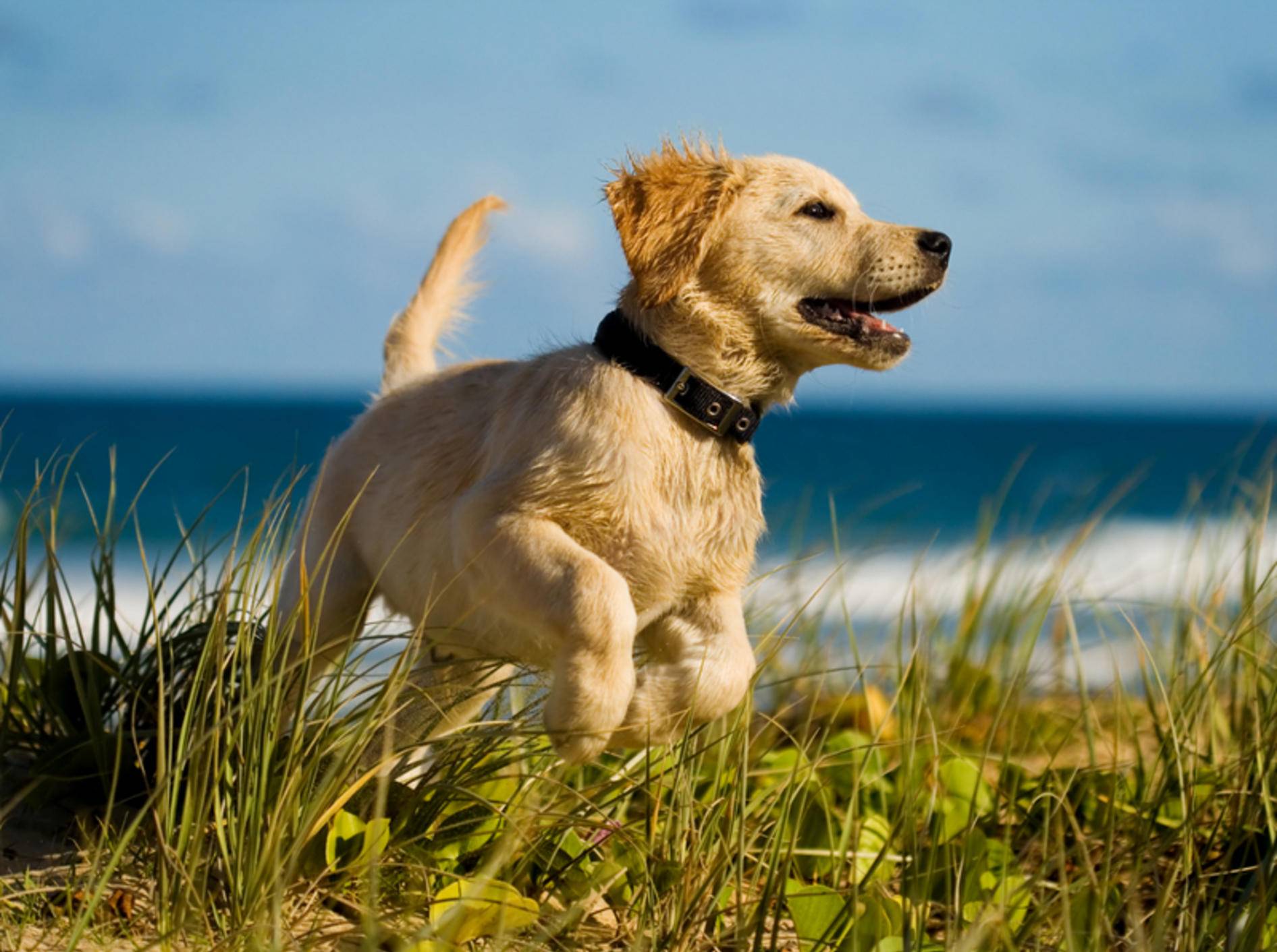Vorsicht im Urlaub: In einigen Regionen droht Ihrem Hund eine Infektion mit Parasiten – Shutterstock / Martin Valigursky