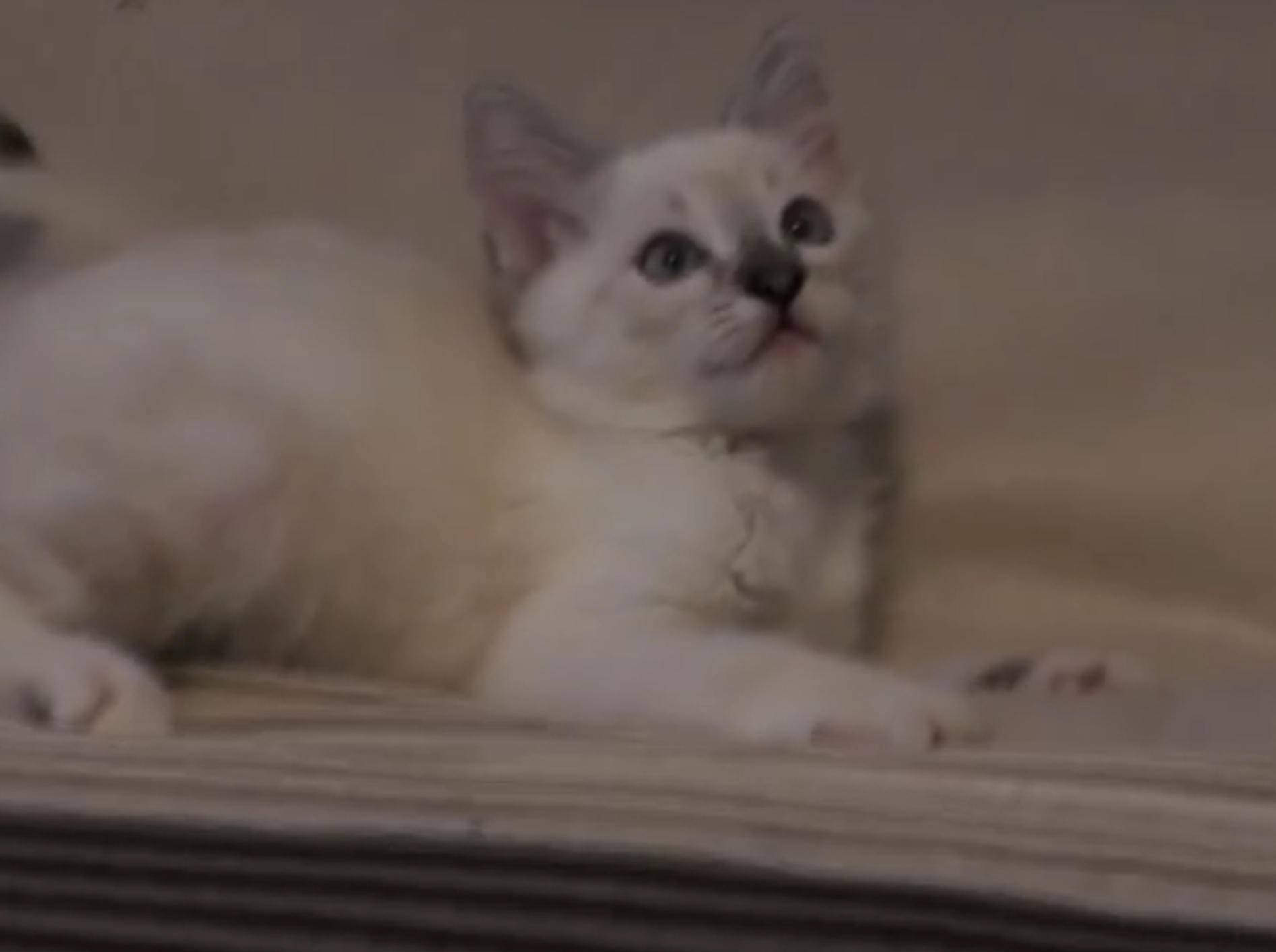 Putzig: Kätzchen entdeckt Ventilator – Bild: YouTube / The Wampa Kitty